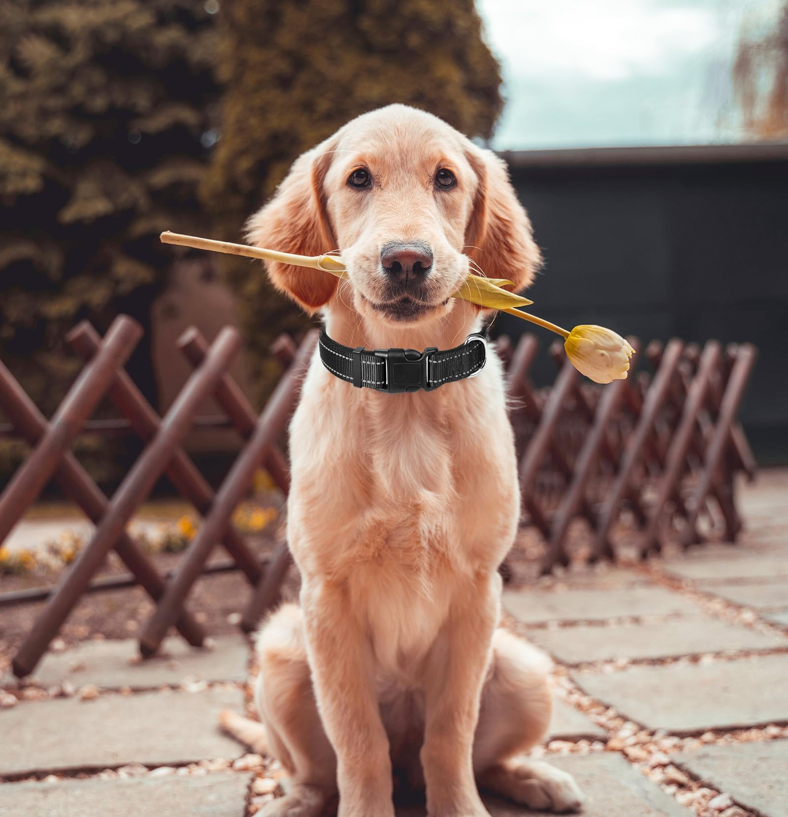 Medium Dog Collar, Reflective Pet Collar With Buckle Adjustable Safety Nylon Collars For Small Medium Large Dogs, Black