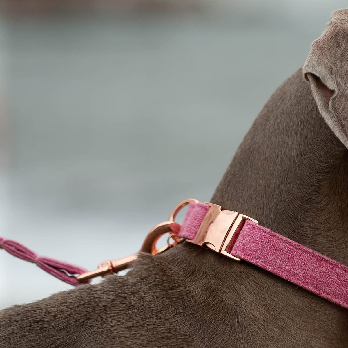 Dogwong Cotton Dog Collar And Leash Pink Pet Collar Soft Durable Puppy Collar For Small Medium Large Girl Dogs