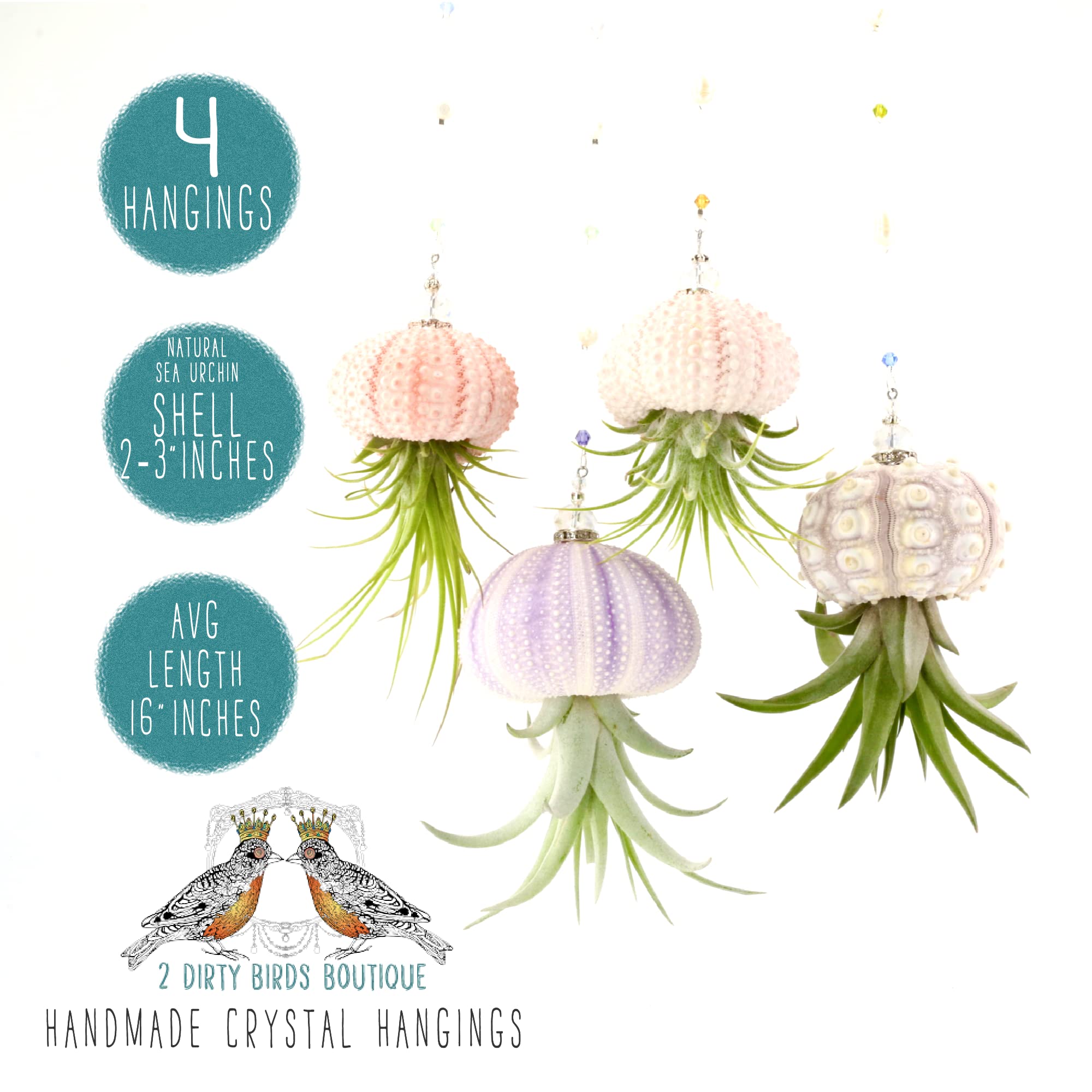 2 Dirty Birds, Handmade Hanging Sea Urchin Shell Live Succulent Jellyfish Air Plants, W/Swarovski And Freshwater Pearls (Pack Of