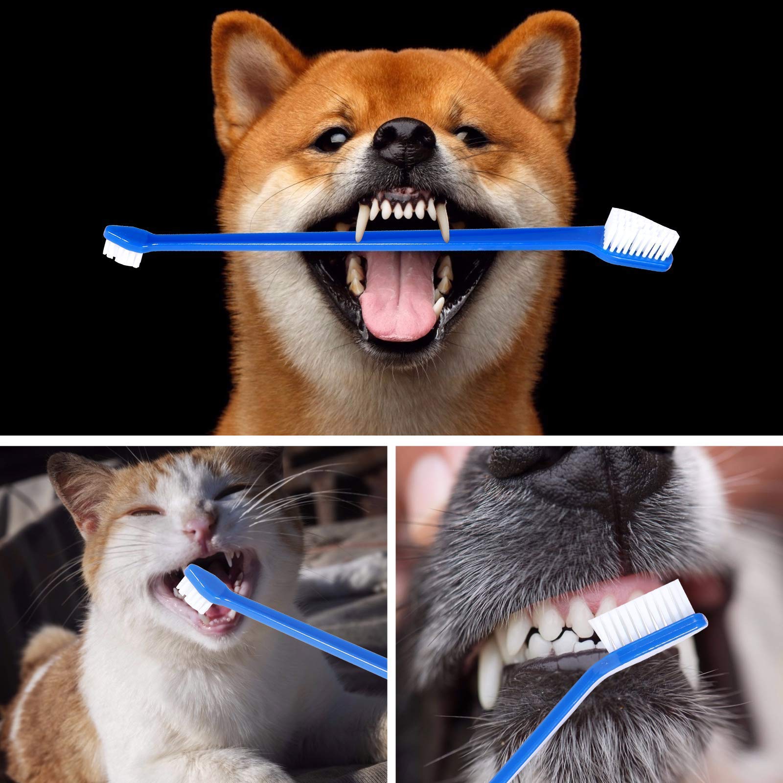 Newday Double-Headed Pet Toothbrushes, 50 Pcs, Super Soft Bristles, Blue