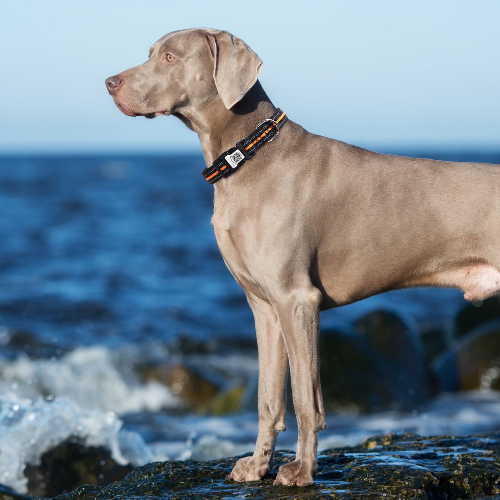 Reflective Airtag Dog Collar With Qr Code, Waterproof Airtag Holder, Soft Padded, Safety Locking Buckle, Durable, Adjustable & F
