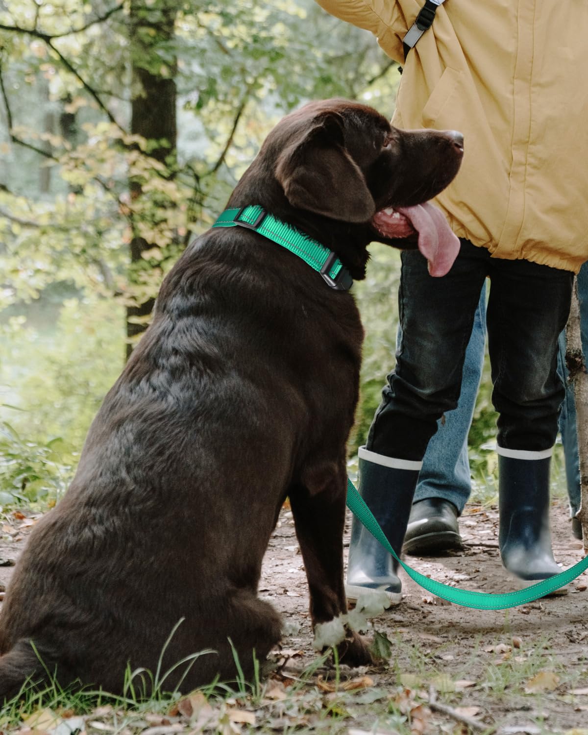 Tagme Reflective Nylon Dog Collars, Adjustable Classic Dog Collar With Quick Release Buckle For Extra Large Dogs, Turquoise, 1¼' Width
