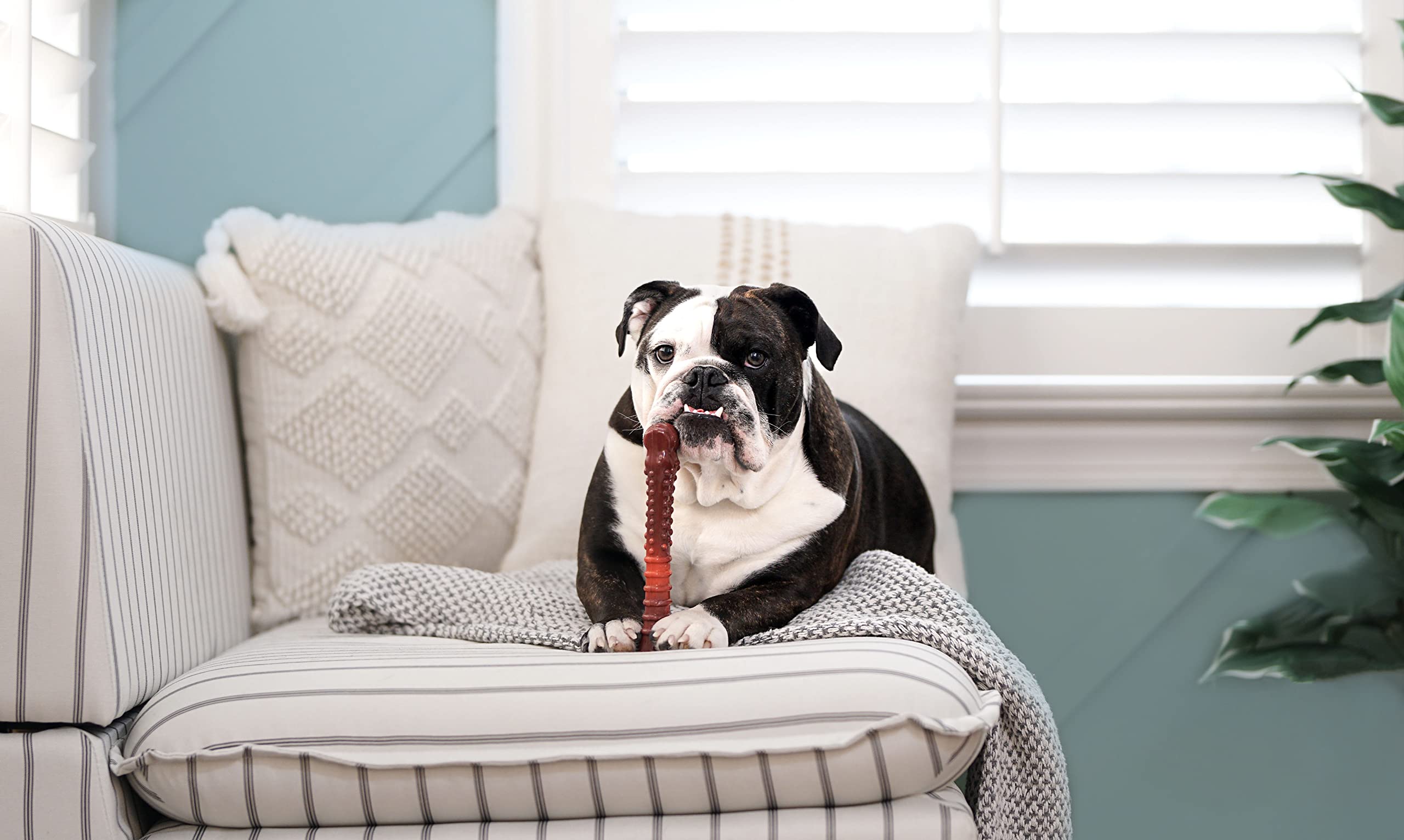 Nylabone Flavor Frenzy Power Chew Dog Toy Beef Jerky X-Large/Souper (1 Count)