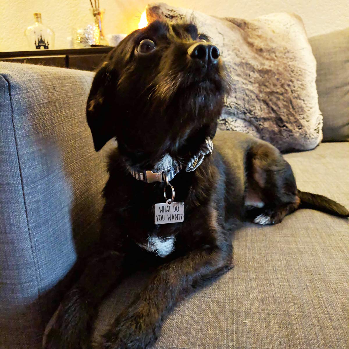 What Do You Want? Personalized Pet Id Tag - 32Mm X 22Mm Double Sided Laser Engraved For Dog Or Cat