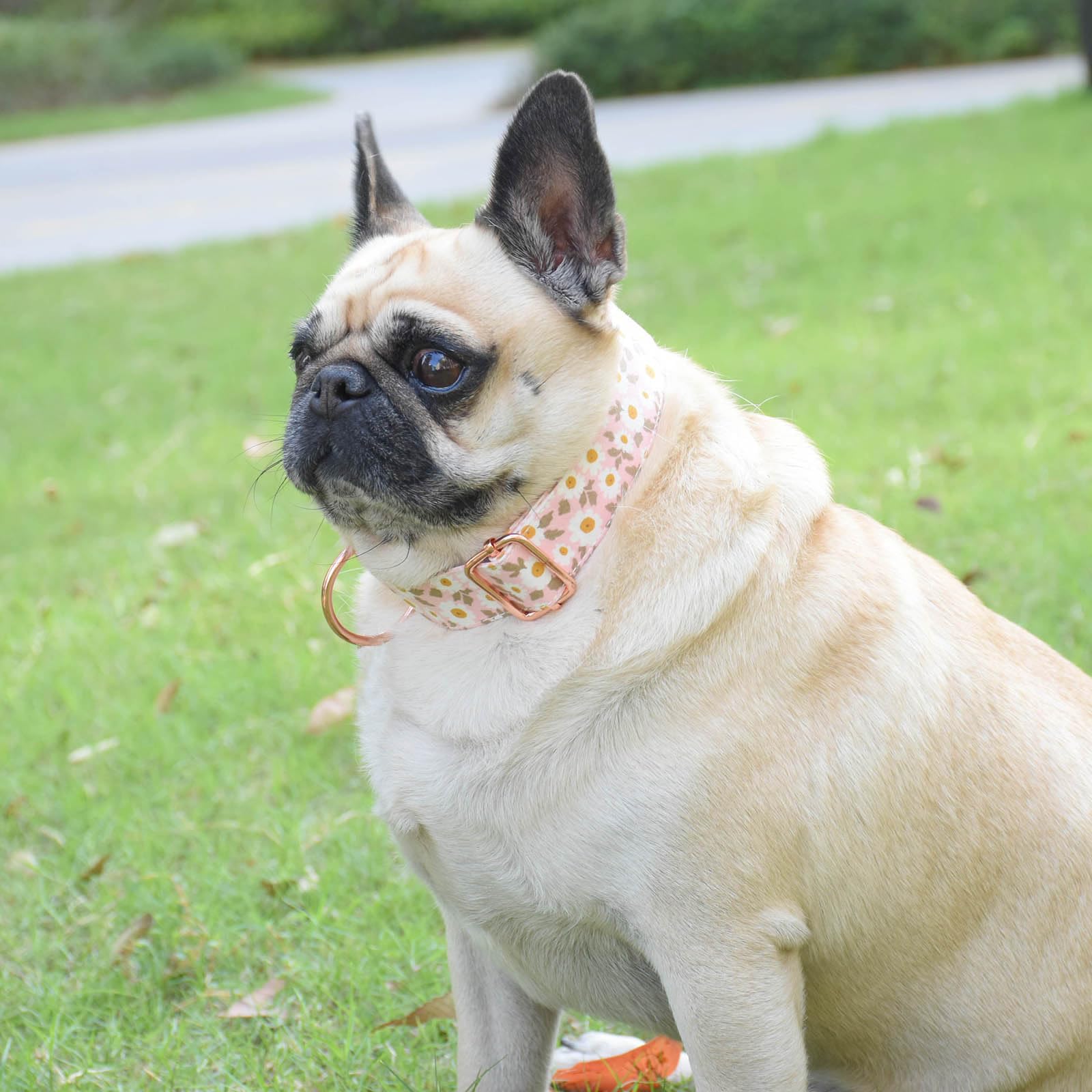 Metal Buckle Dog Collar, Durable Adjustable Dog Collar Soft For Small Medium Large Dogs (001-Pink, M(13-18In)