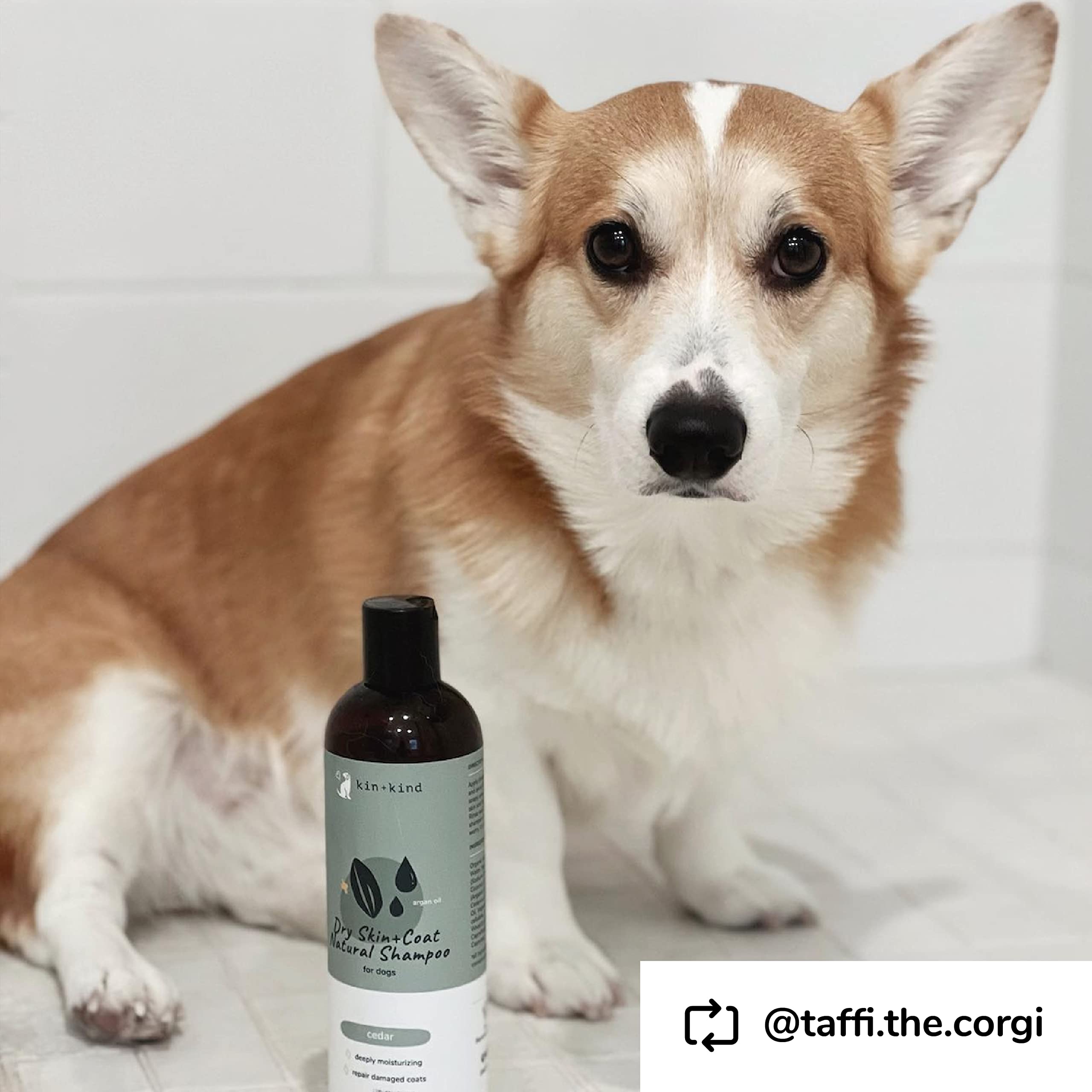 Kin+Kind Dog Shampoo For Dry, Itchy Skin And Coat Relief - Safe, Natural Formula With Olive Oil, Coconut Oil, Cedarwood - Made In The Usa - Dog Grooming, Puppy Supplies, And Dog Accessories(12 Fl Oz)