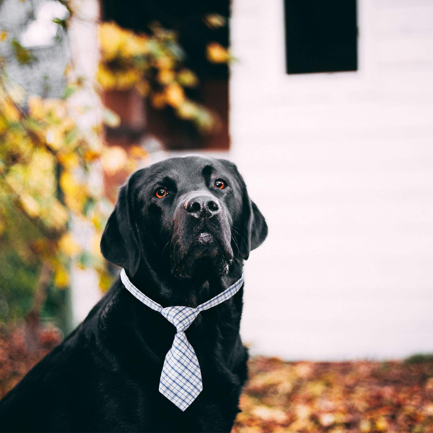 Segarty Small Neckties For Dogs, Dog Neck Bow Ties With Adjustable Collar, Pet Bowties For Small Dogs Cats Puppies Bowties Bulk