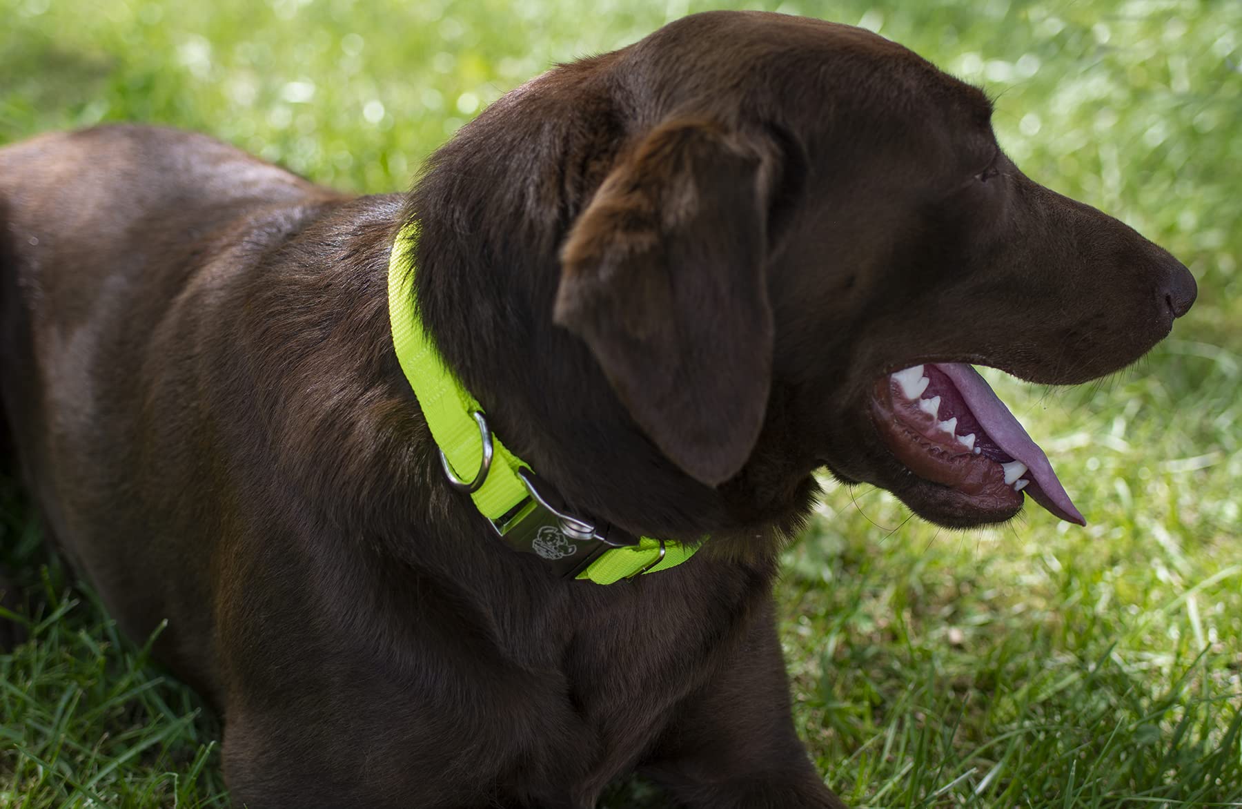 Country Brook Design - Vibrant 30+ Color Selection - Premium Nylon Dog Collar With Metal Buckle (Large, 1 Inch Wide, Hot Yellow)