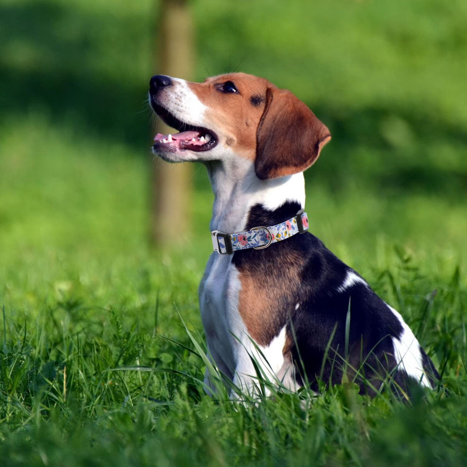 Xyart Girl Dog Collars - Rose, Sunflower, Daisy And Leopard Design In Small, Medium, Large For Female Dogs Rose Blue S