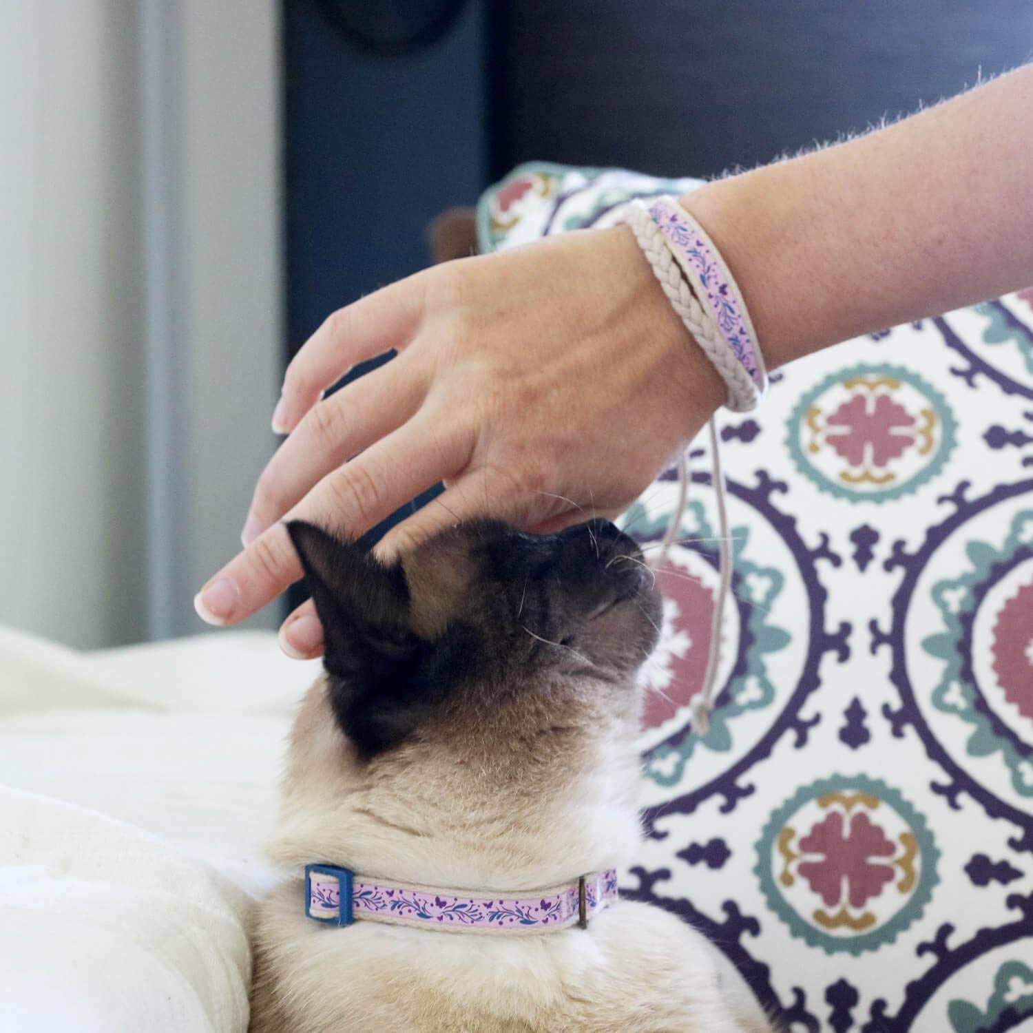 Pettsie Kitten Collar Set, Breakaway Safe Buckle, Matching Friendship Bracelet, Soft Cotton For Sensitive Skin, D-Ring For Accessories, Carton Box, Easy Adjustable 5-8 Inches Neck, Purple