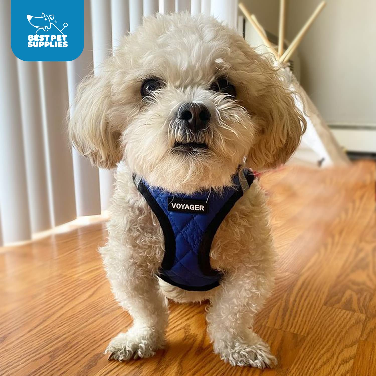 Voyager Step-In Plush Dog Harness - Soft Plush, Step In Vest Harness For Small And Medium Dogs By Best Pet Supplies - Royal Blue Faux Leather, Xs (Chest: 13 - 14.5')