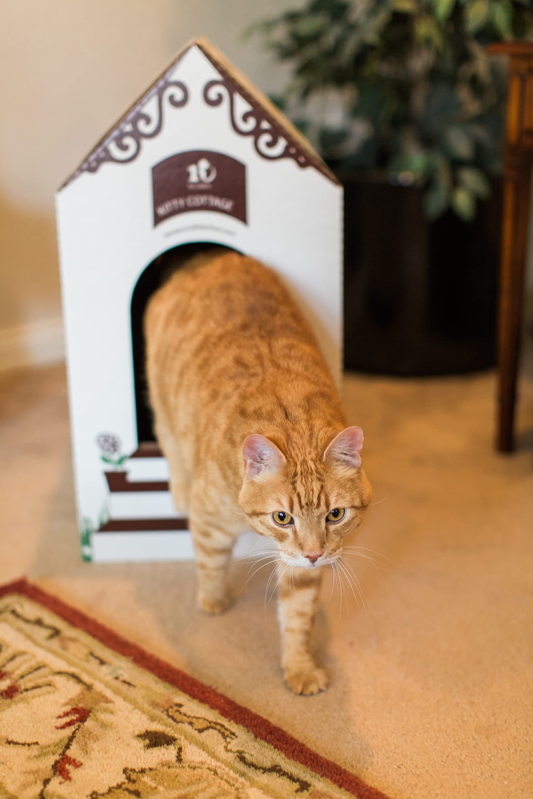 Disposable Ten Second Litter Boxes For Kitty/Cats (10 Count + 1 Cottage). Biodegradable Solution For Quick And Easy Disposal. Made Of Recyclable Material. (10-Pack + Cottage)