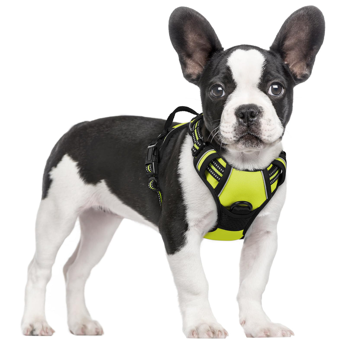 Rabbitgoo Dog Harness, No-Pull Pet Harness With 2 Leash Clips, Adjustable Soft Padded Dog Vest, Reflective No-Choke Pet Oxford Vest With Easy Control Handle For Small Dogs, Wild Lime,S