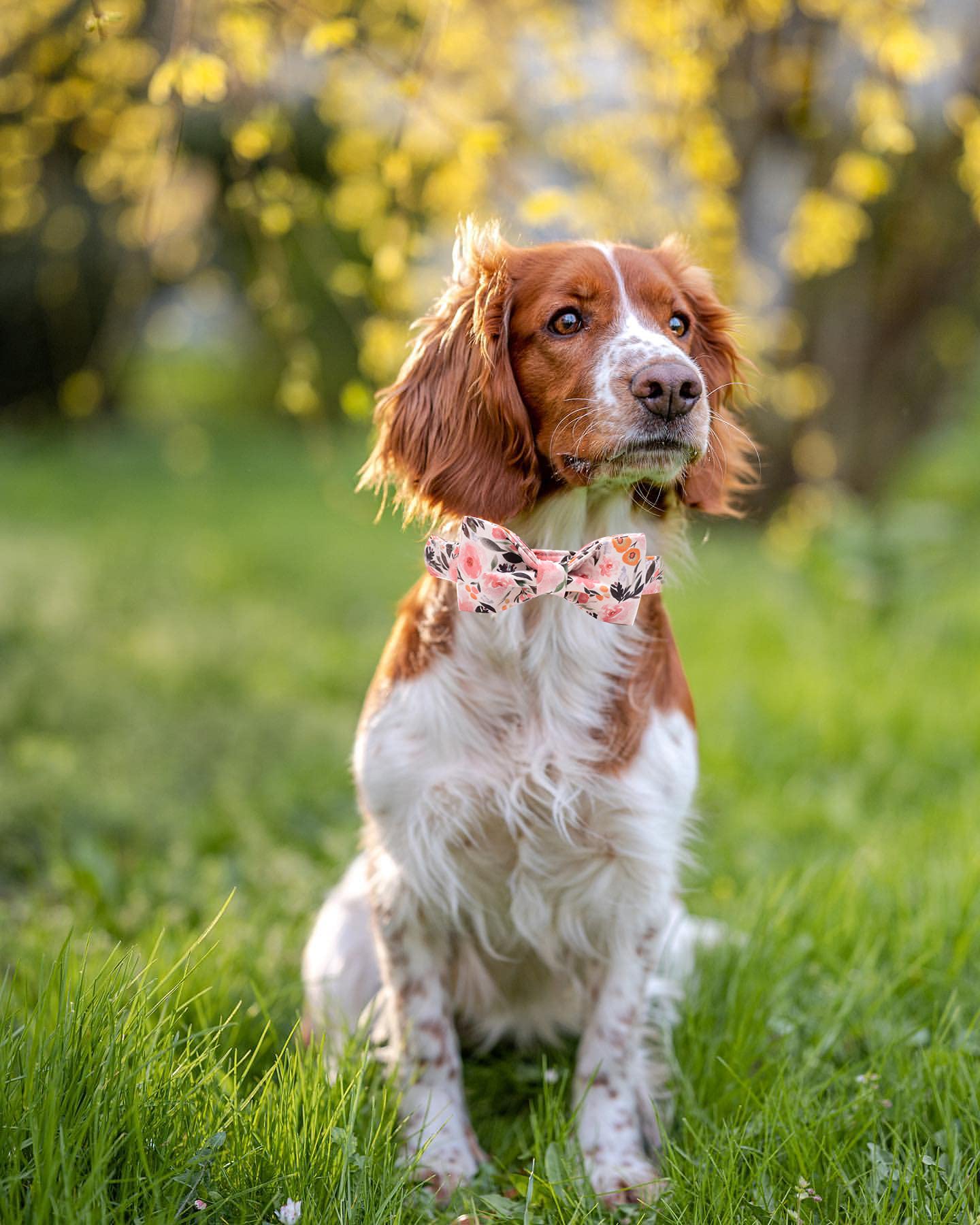 Elegant Little Tail Pink Floral Dog Collar, Girl Dog Collar With Bow Adjustable Soft Bow Tie Dog Collars For X-Large Dogs