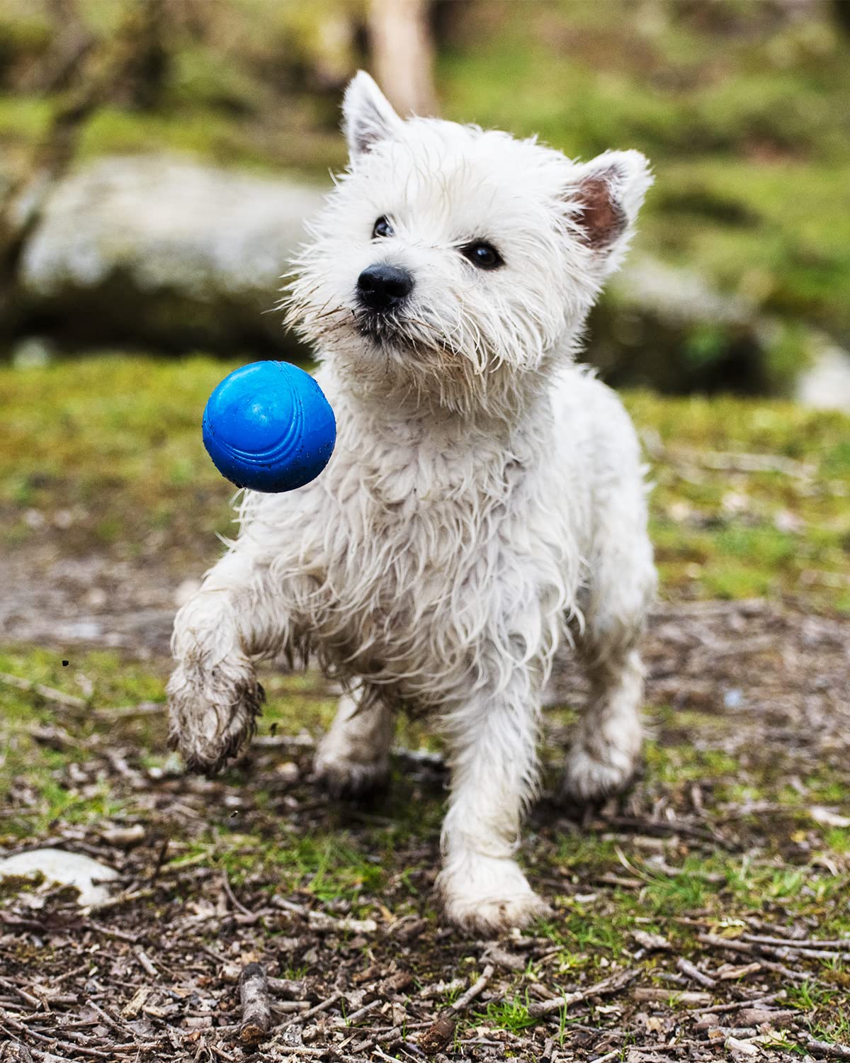 Chuckit! Crunch Ball Dog Toy, Medium (Pack Of 2)