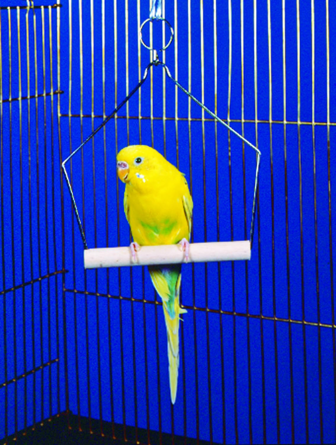 Penn-Plax Bird-Life Bird Swing For Cage | Natural Perch Stand | For Parakeets, Cockatiels, Lovebirds, Conures, And Small Sized B