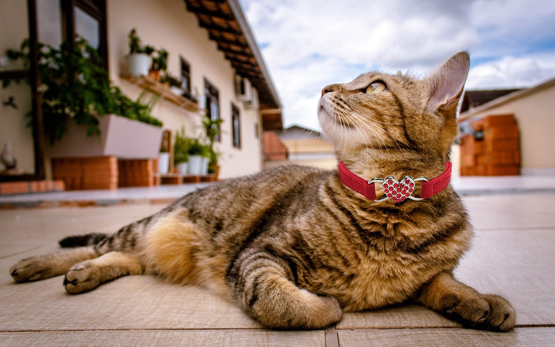Wdpaws Heart Bling Cat Collar With Safety Belt And Bell Adjustable 8-10 Inches For Kitten Cats (Red)