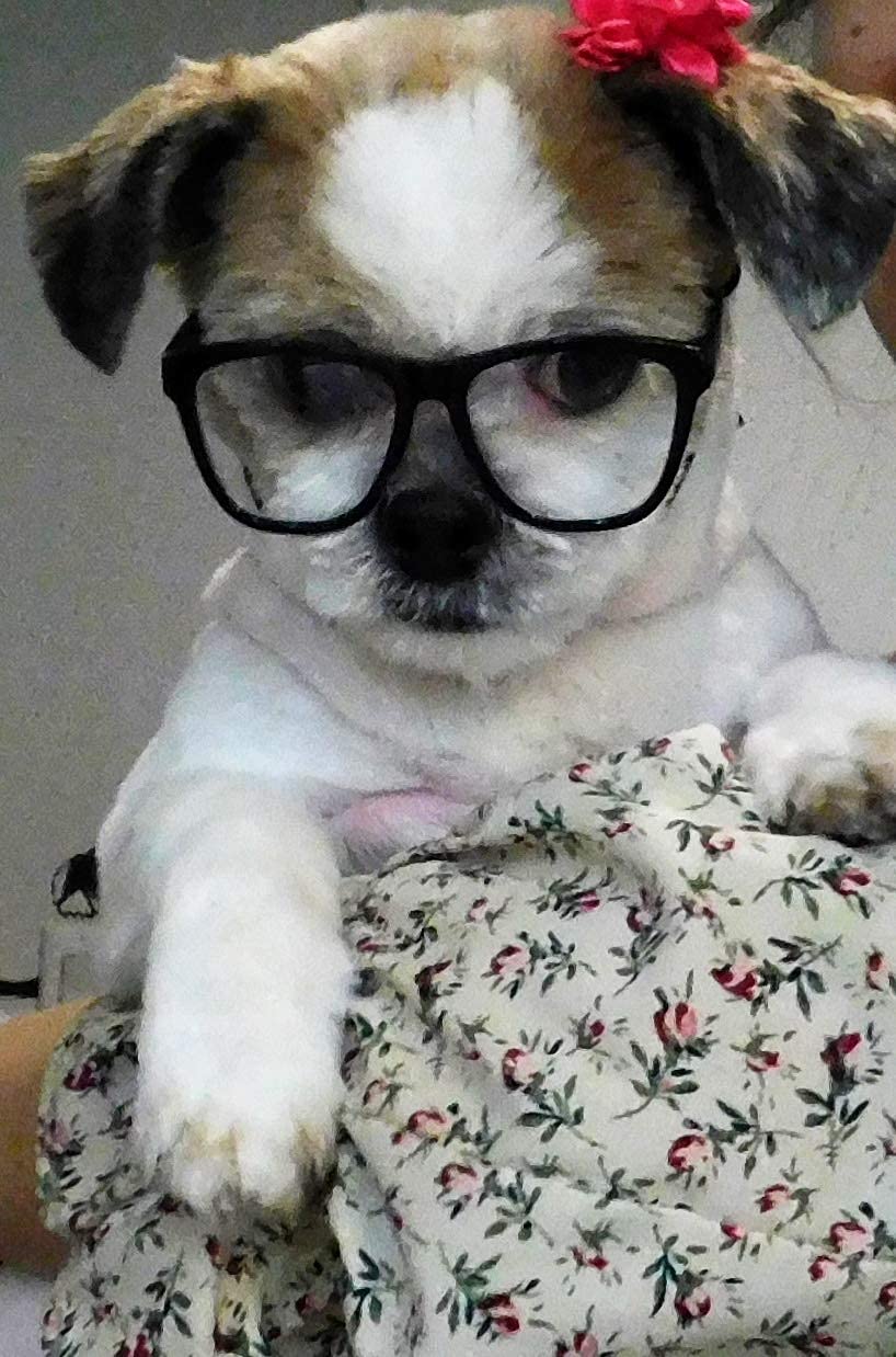 G015 Dog Small Breed Up To 15Lbs Pet Cat Costume Clear Lens Tiny 80S Retro Glasses (Black-Clear Lens)