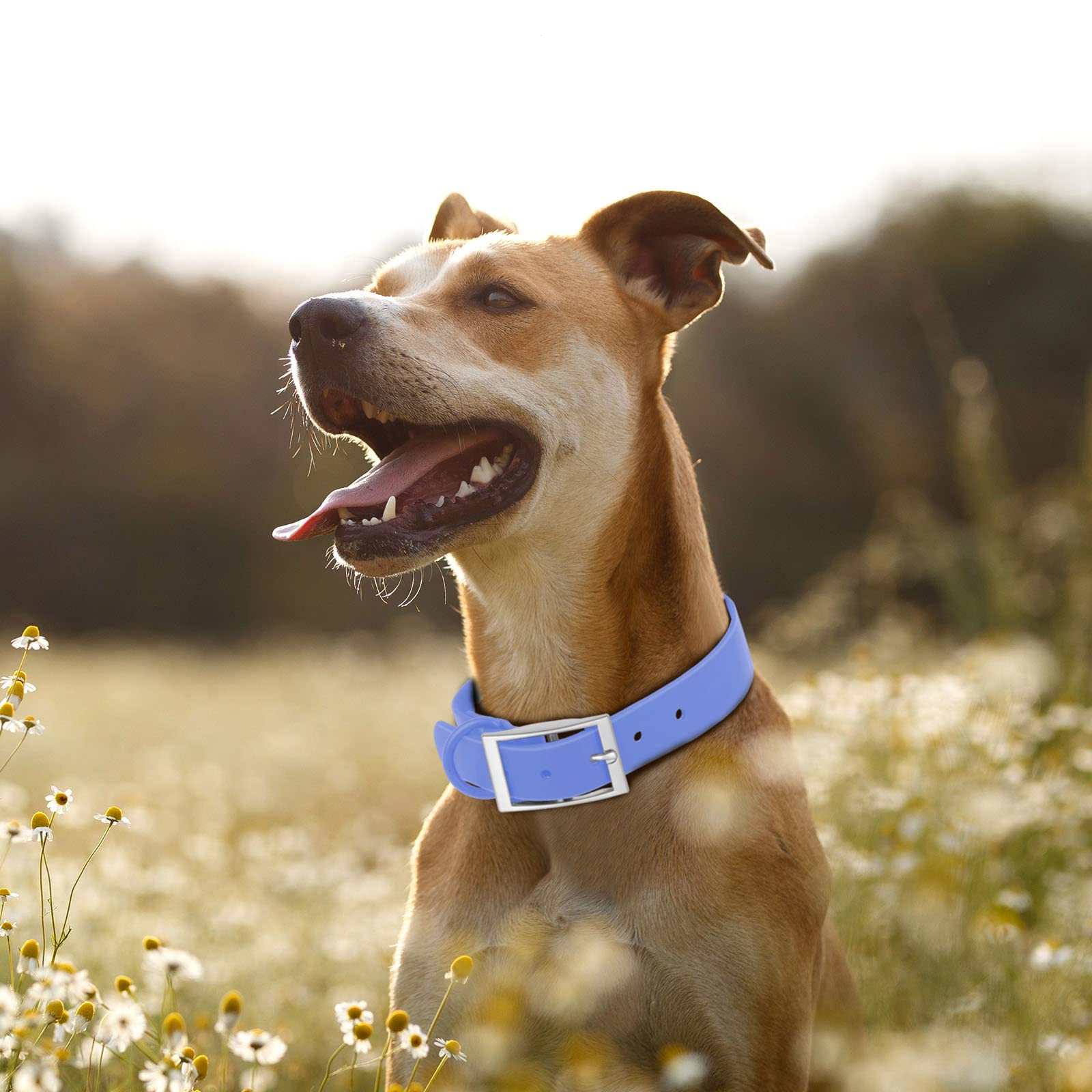 Wisedog Waterproof Dog Collar: Multiple Adjust 8.5” To 32.6”, Soft Rubber Coated Webbing, Easy To Clean, For Small Medium Large Dogs (M(Length:12'-16'; Width:0.8'), Blue)