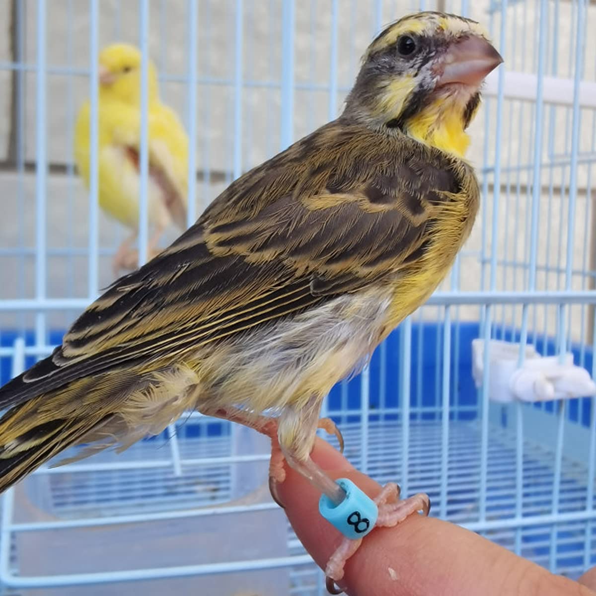 Foiburely 100 Pcs Numbered Bird Ring Leg Bands For Gouldian Zebra Finch Canary Society Bird Foot Ring With 1 Installer(Diameter