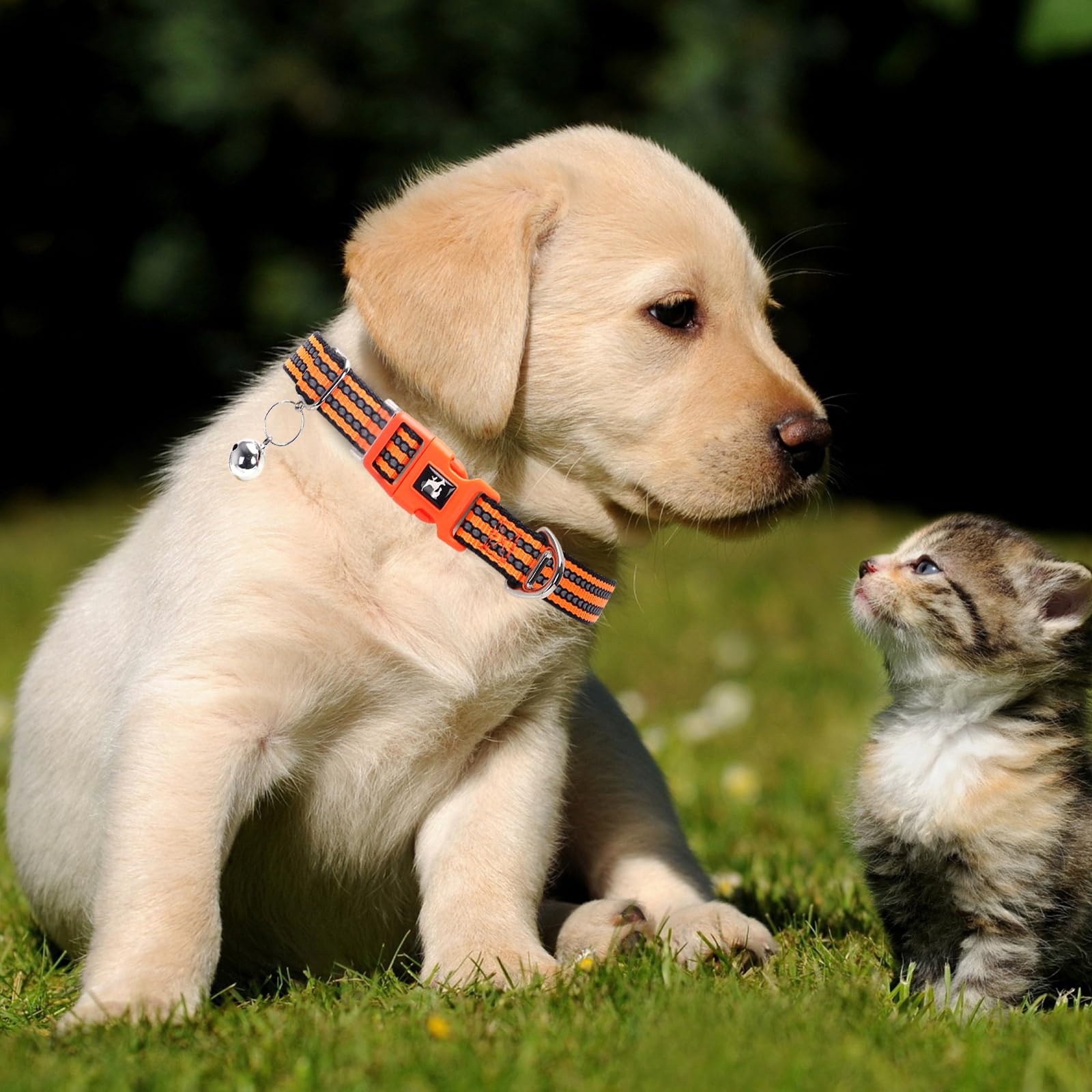 Onefojojo Adjustable Reflective Xs/Xxs Dog Collar With Bell - Nylon Puppy Collar For Chihuahua, Pomeranian, Small Dogs, Nighttim