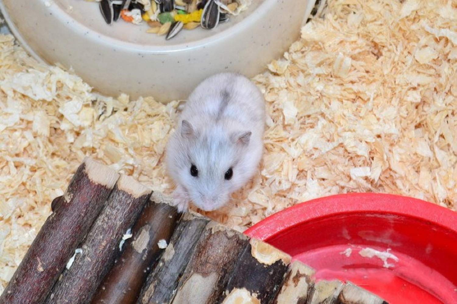 Qhzhang Hamster Chew Toys