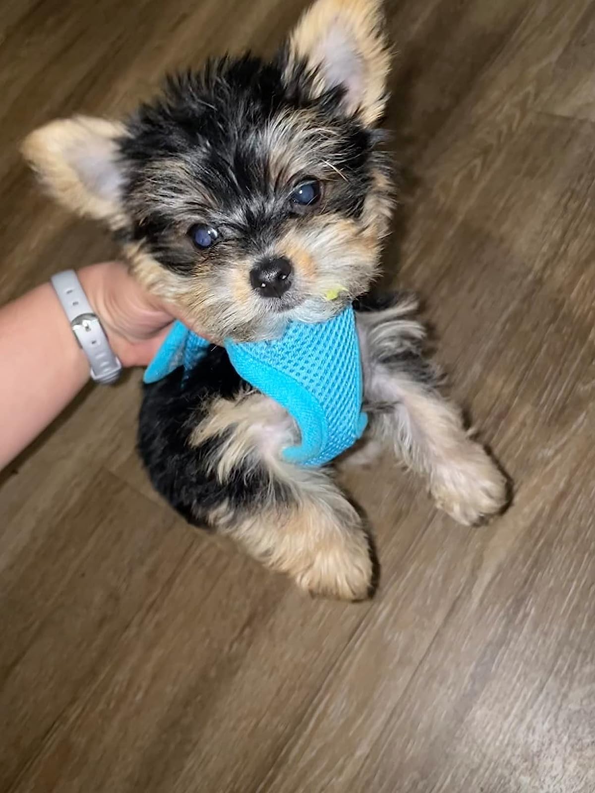 Snazzi Pet Teacup Dog Harness - Xxs Dog Harness - Soft Mesh Step In Dog Harness No Pull - Adjustable Dog Harness - Dog Harness Small Size Dog 2-25 Lbs Mini, Toy Yorkie (Blue, Xs 9.0'-11.5' 2-4 Lbs)