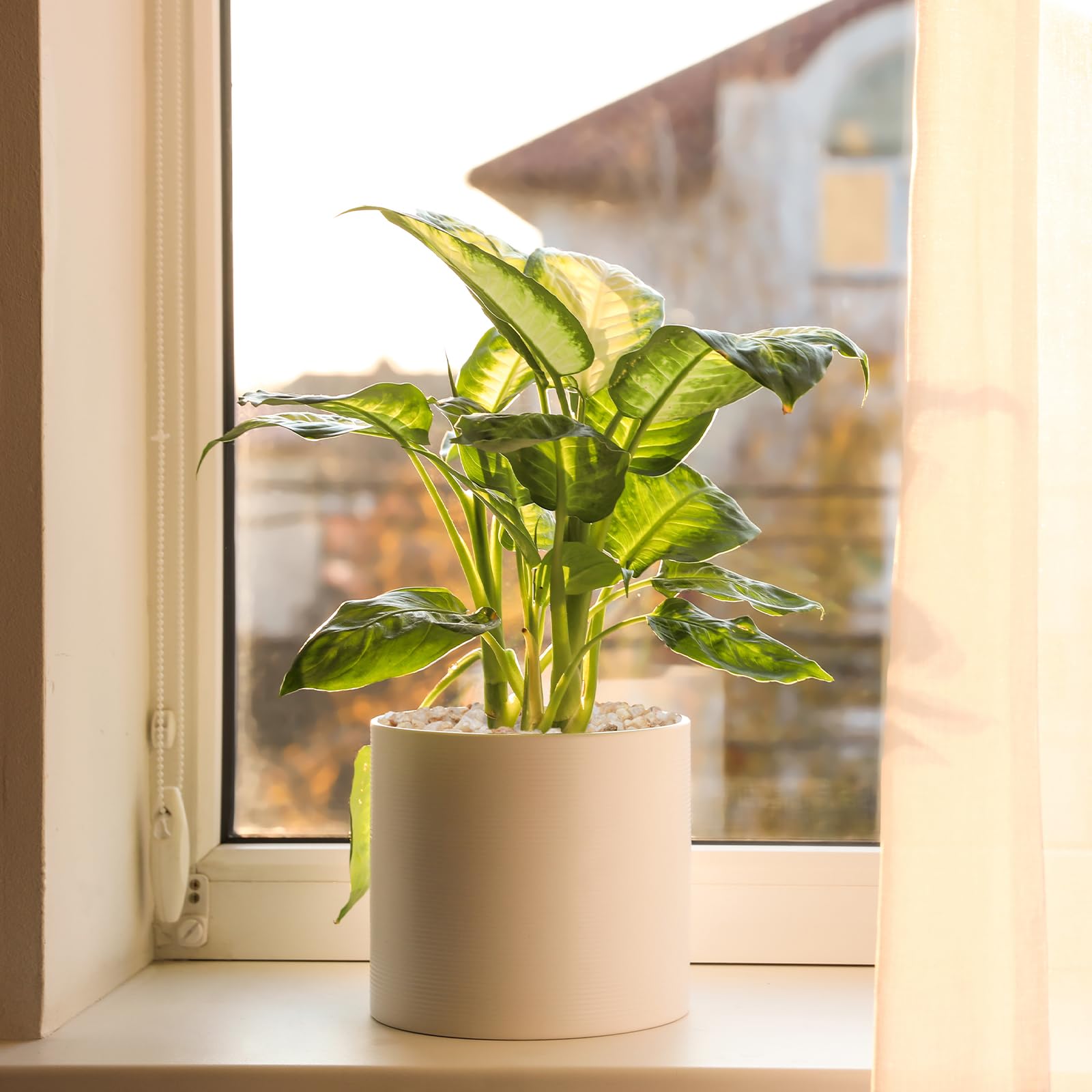 Pulovin 2.5 lbs Coarse Silica Sand for Indoor Plants, 1/5 Inch Natural Decorative Gravel for Vases, Aquariums, Terrarium, Fish T