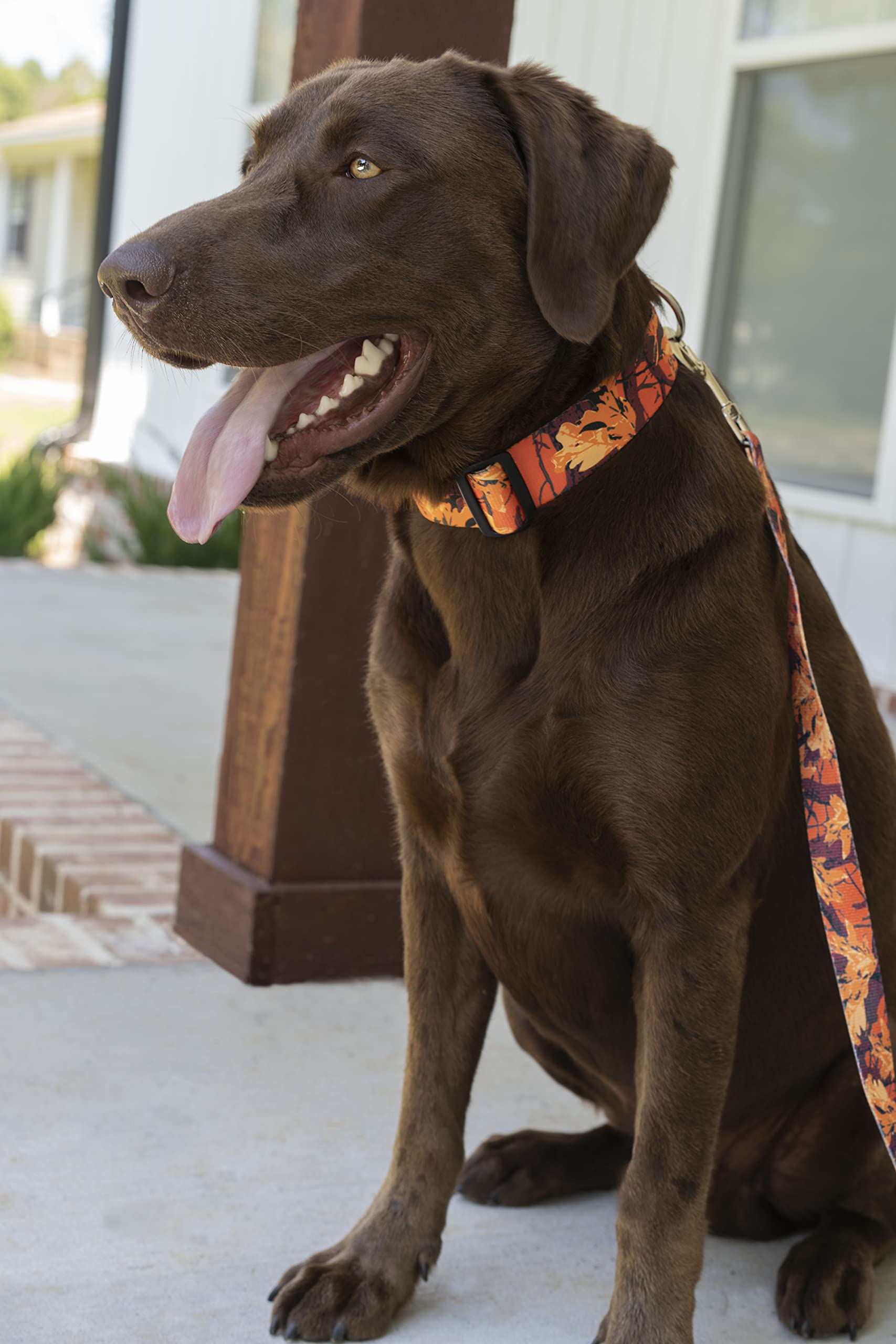 Country Brook Petz - Deluxe Orange Sunset Camo Dog Collar - Made In The U.S.A. - Camouflage Collection Featuring Rugged Designs