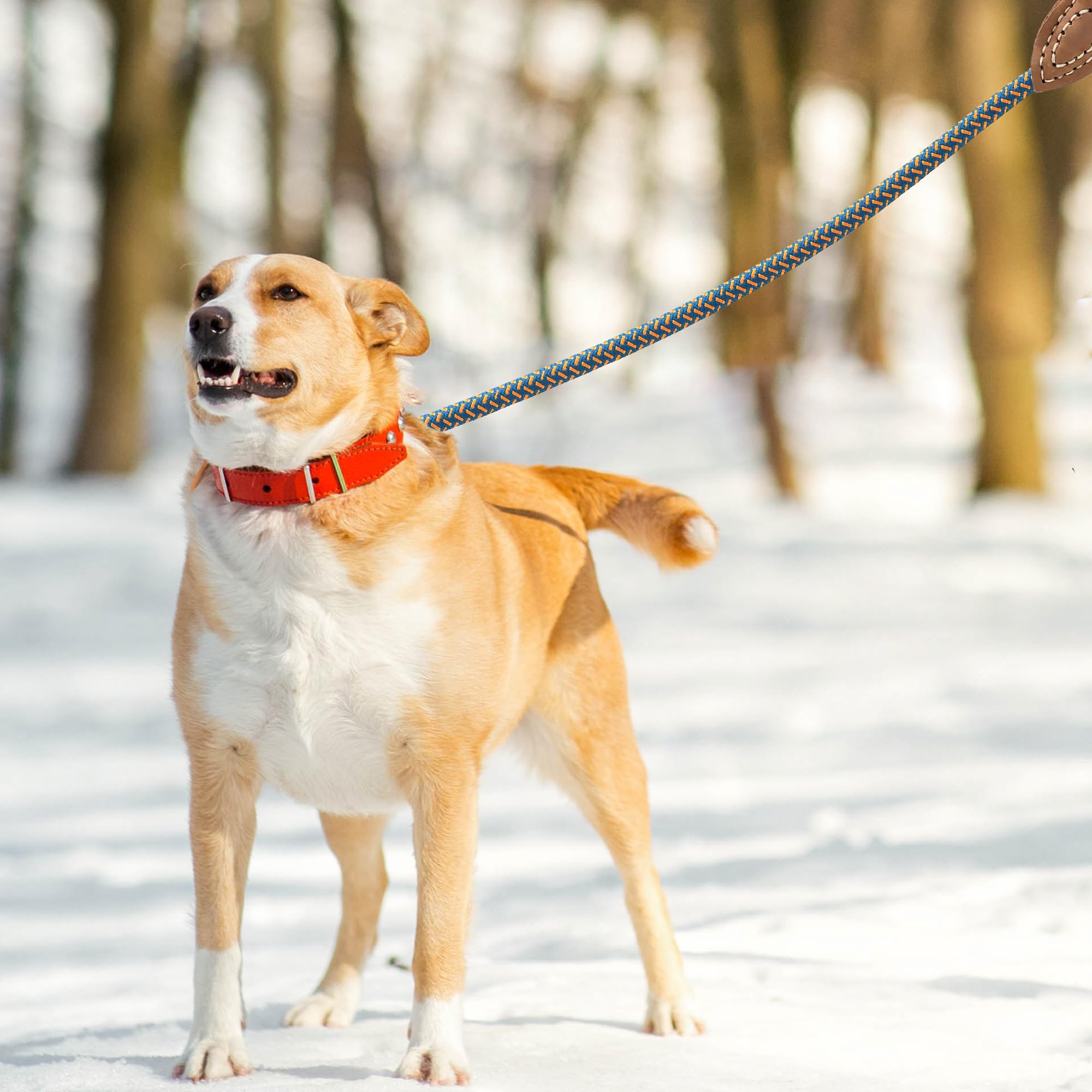 Mile High Life Rope Leash With Genuine Leather Connection, 6 Ft/5 Ft/4 Ft, Heavy Duty Dog Leash For Medium & Large Dogs (Peacock