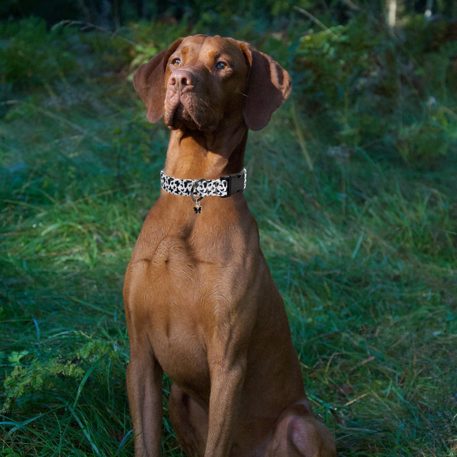 Flower Patterns Dog Collar With Accessories, Soft Cotton Dog Collars For Small Medium Large Female And Male Dogs(Butterfly L)