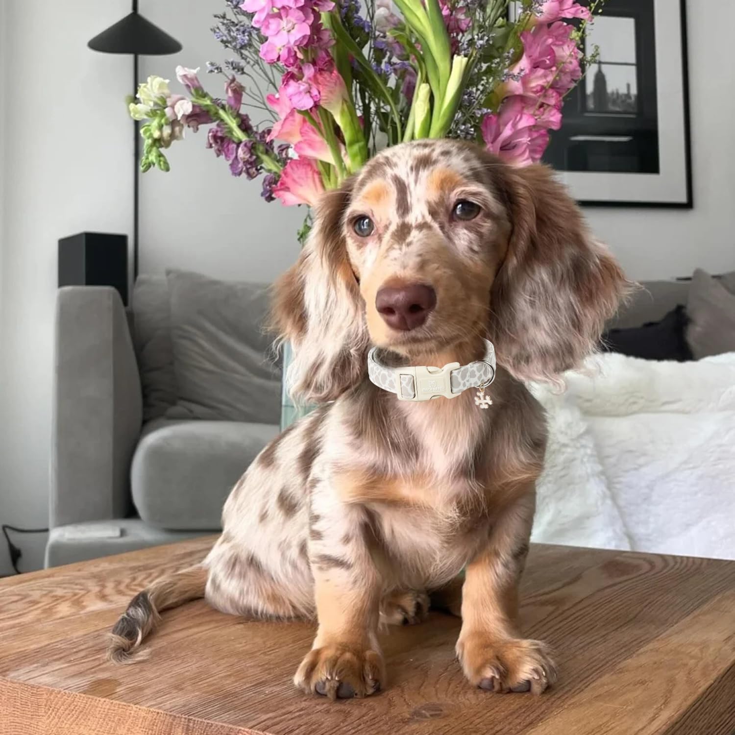 Maca Bates Beige Leopard Dog Collar Cow Print Puppy Collars Durable Comfortable Adjustable Birthday Gift For Xs Small Medium Lar