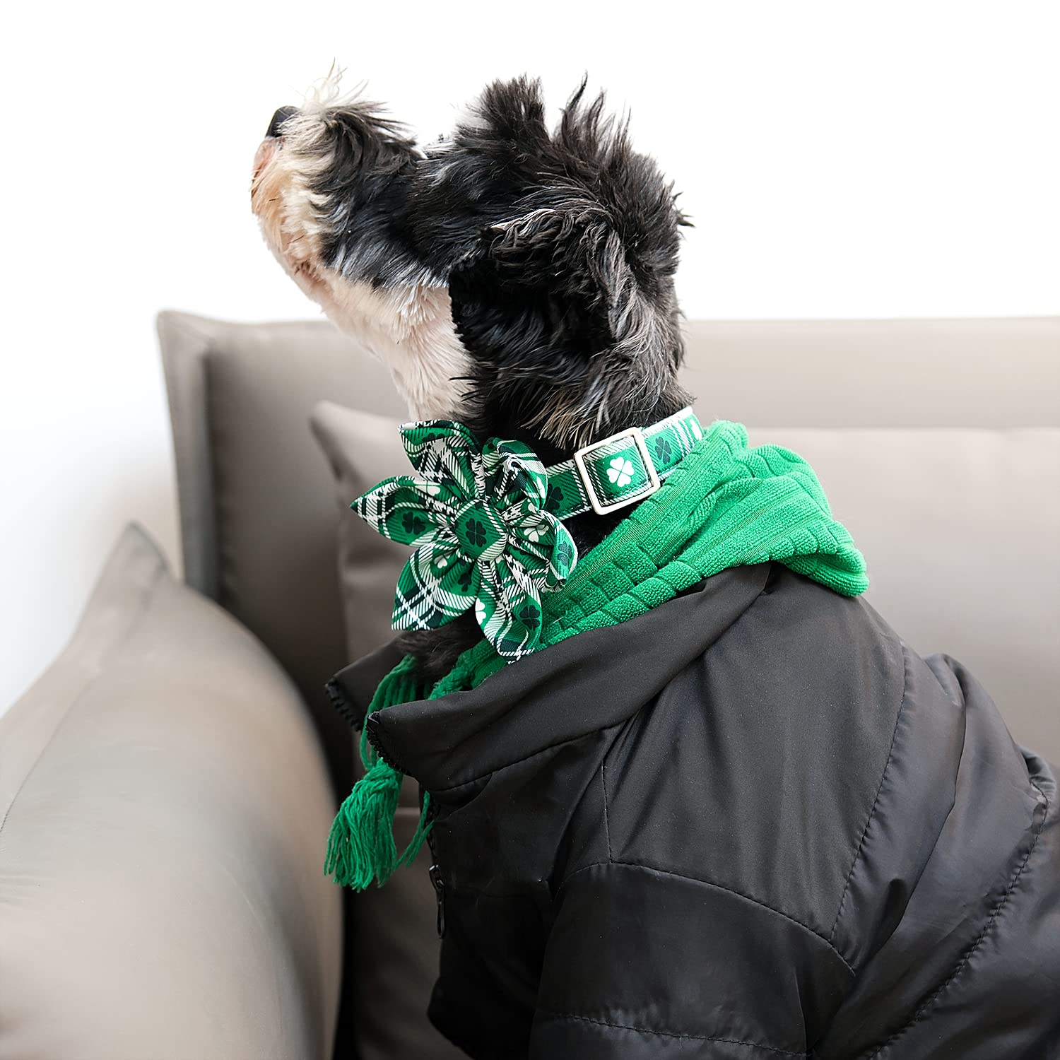 Lionet Paws St Patricks Day Dog Collar With Flower, Irish Green Shamrock Clover Flower Collar With Metal Buckle For Dogs And Cat