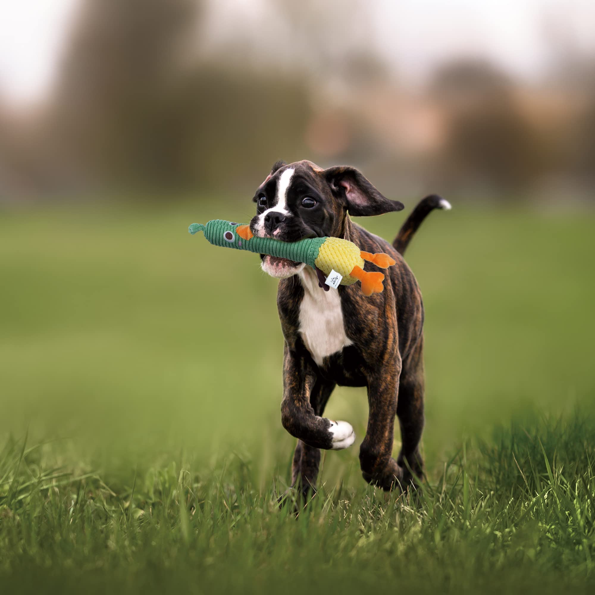 Nocciola 2 In 1 Duck Dog Toy With A Large Rubber Squeaker - Durable Stuffed Squeaky Crinkle Chew Toys For Aggressive Chewers, Me