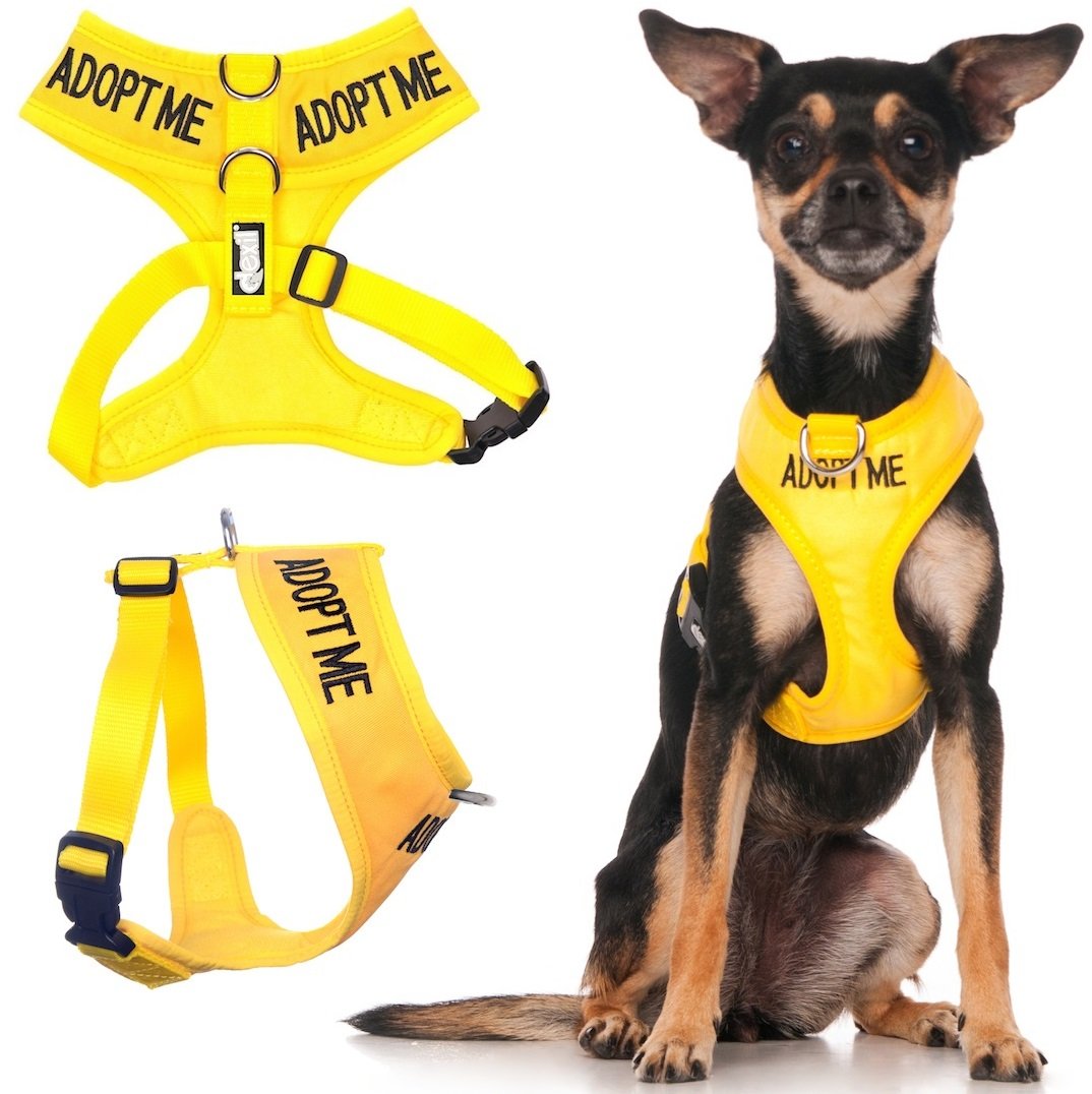 Dexil Adopt Me Yellow Color Coded Non-Pull Front And Back D Ring Padded And Waterproof Vest Dog Harness, Large Harness 22-32 Inc