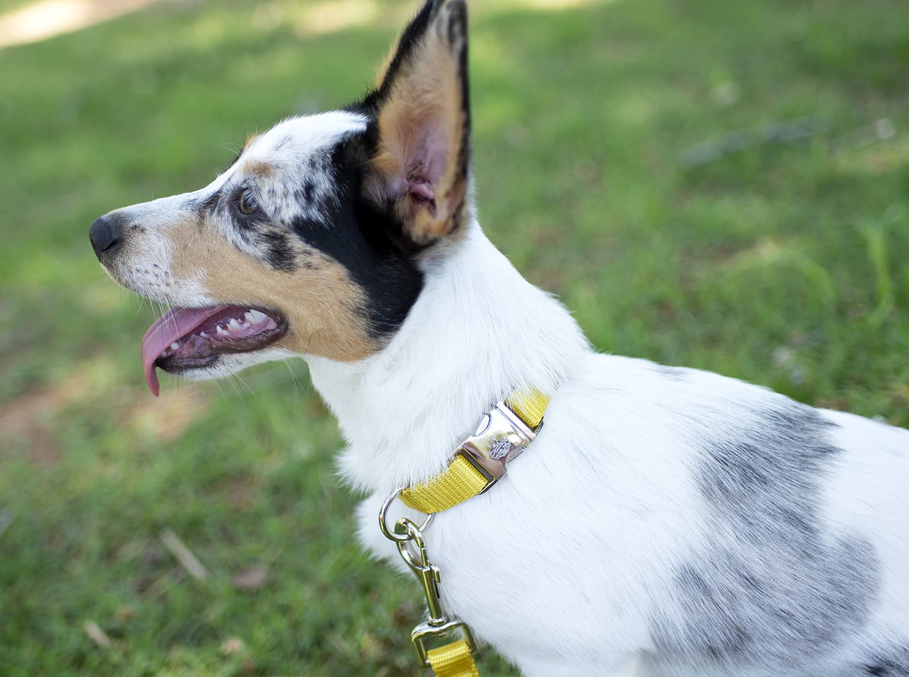 Country Brook Design - Vibrant 30+ Color Selection - Premium Nylon Dog Collar With Metal Buckle (Extra Large, 1 Inch, Gold)