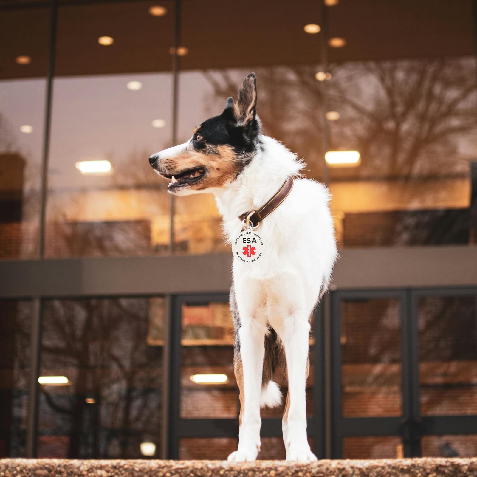 Mydeeryoo Esa Dog Id Tag Emotional Support Animal Easily Attach To Dog Collar, Harness (Medium-1.18 Inch)