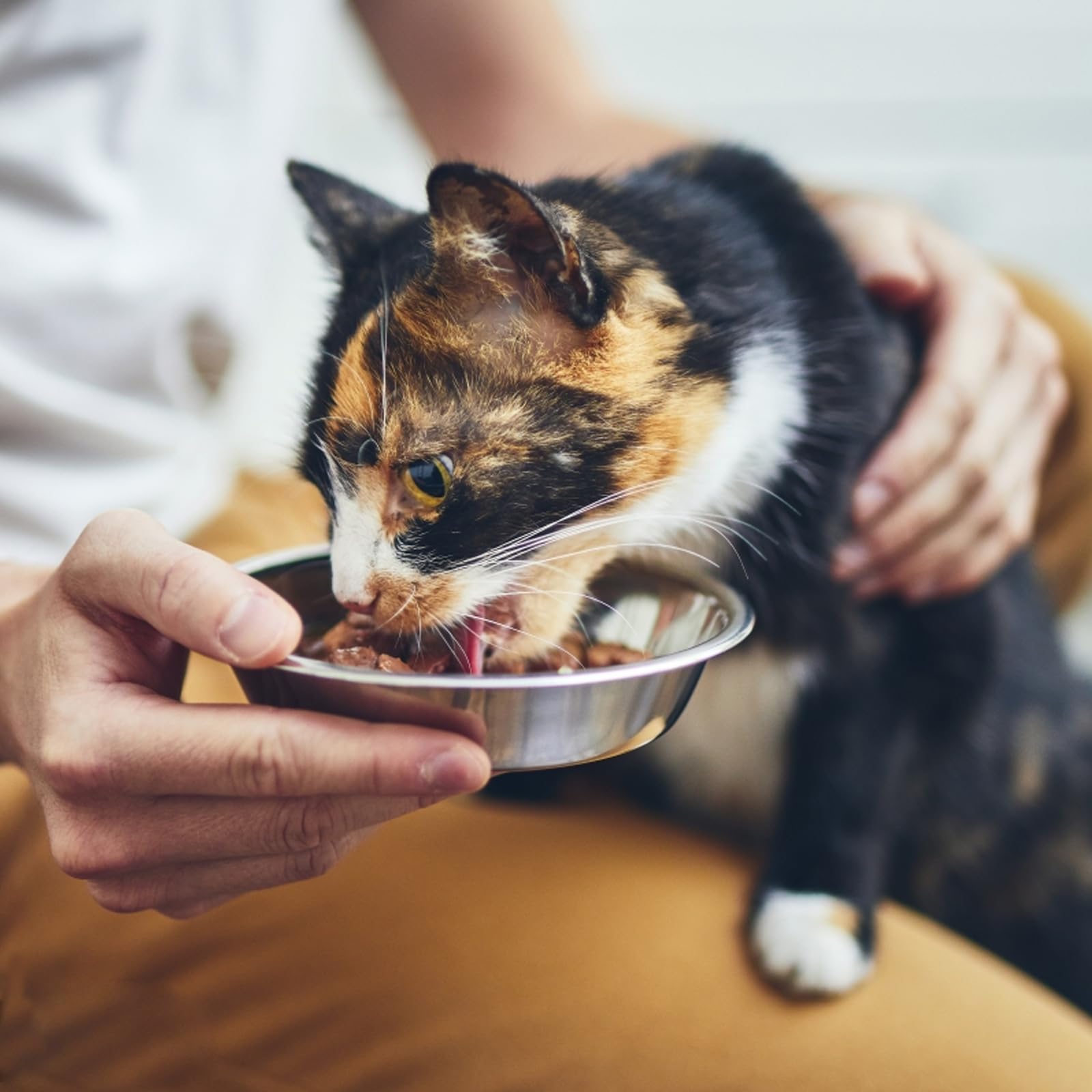 GCVOPTON Stainless Steel Cat Bowls, 8 Pcs, 5.5 Inches, Shallow Design, Multifunctional Feeder for Cats & Kittens
