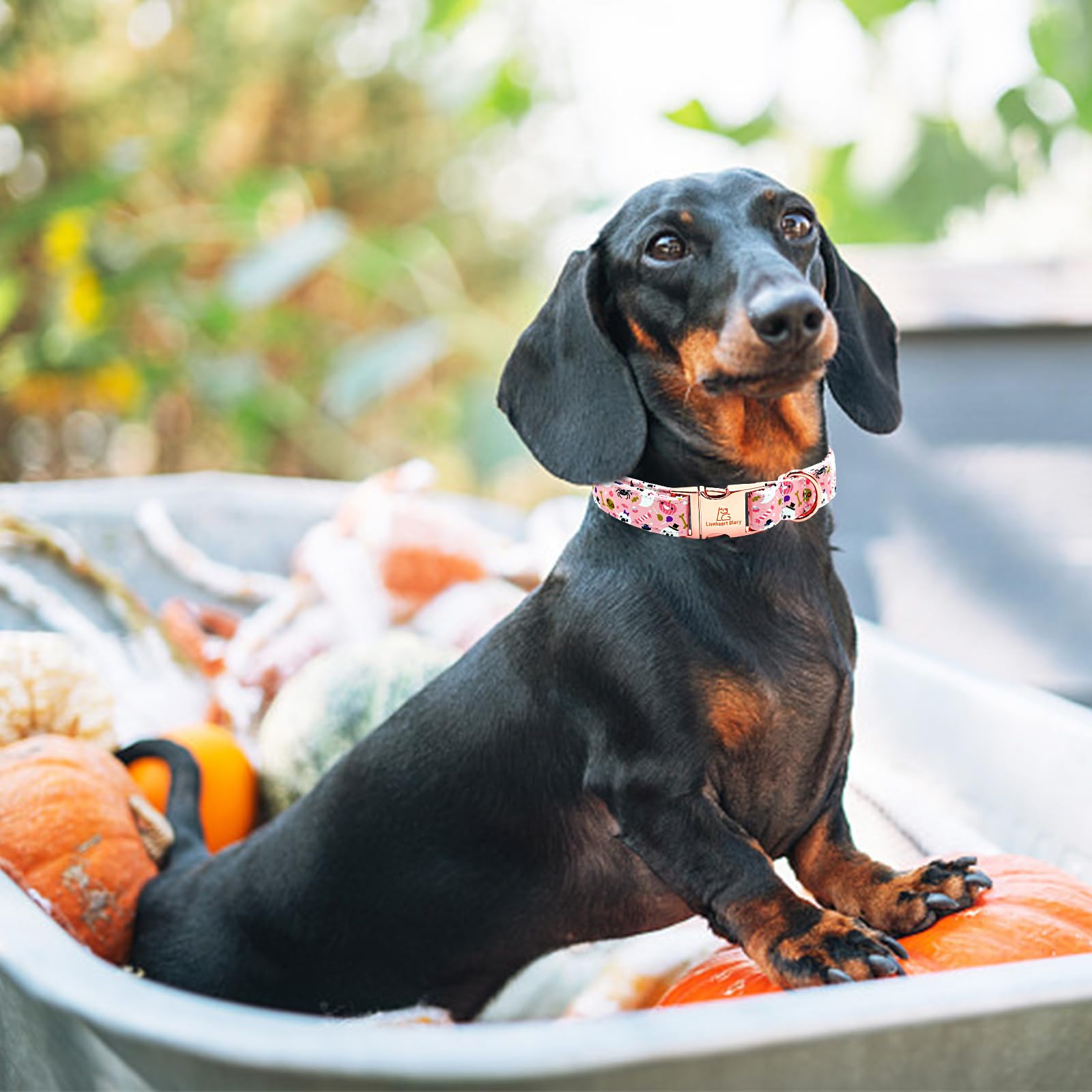 Lionheart Glory Dog Collar Fall Halloween Pumpkin Collars Dog Heavy Comfortable Adjustable Pink Dog Collar For Medium Collar Dog
