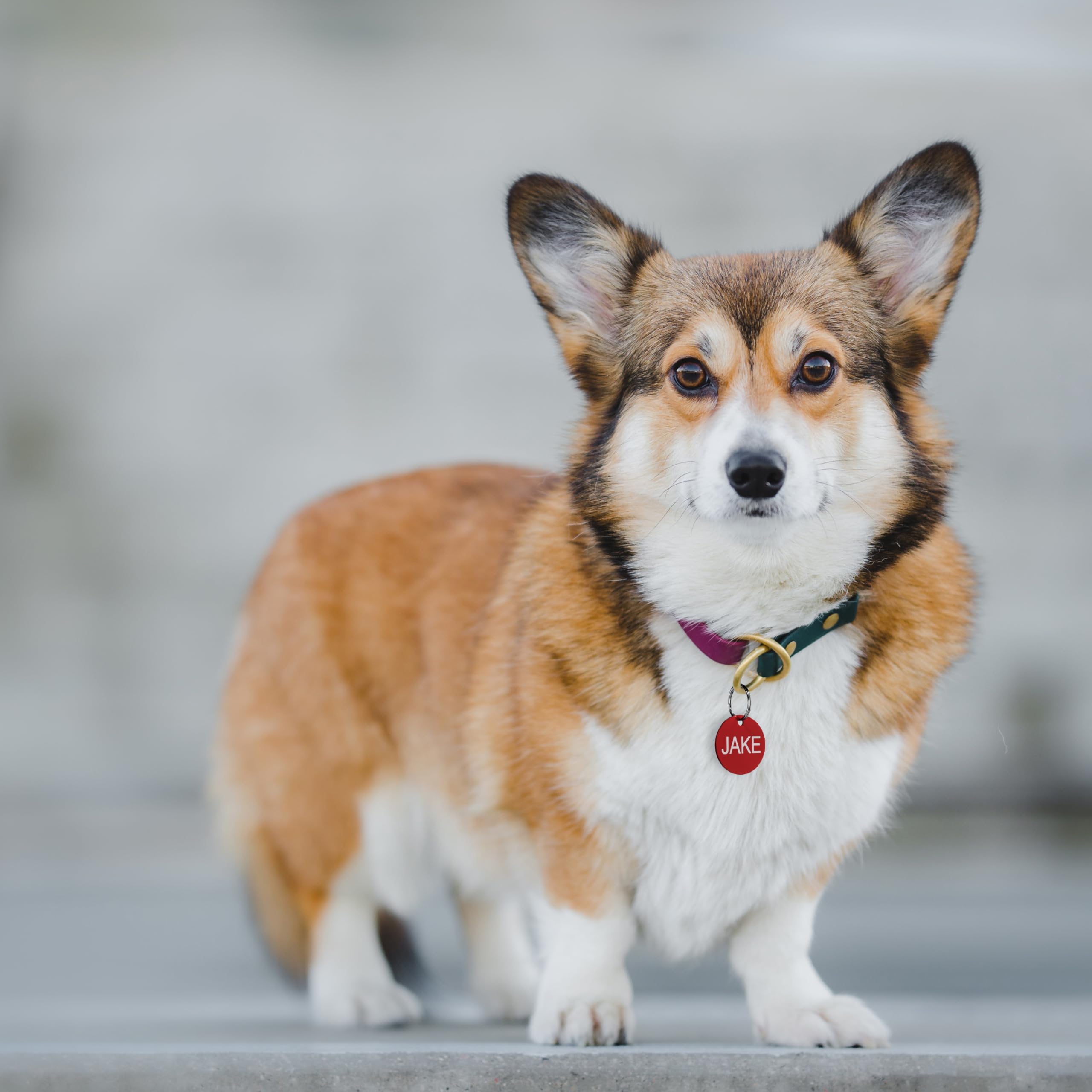 Providence Engraving Pet Id Tags In 8 Shapes, 9 Colors, And Two Sizes - Personalized Dog And Cat Tags With 4 Lines Of Customizab