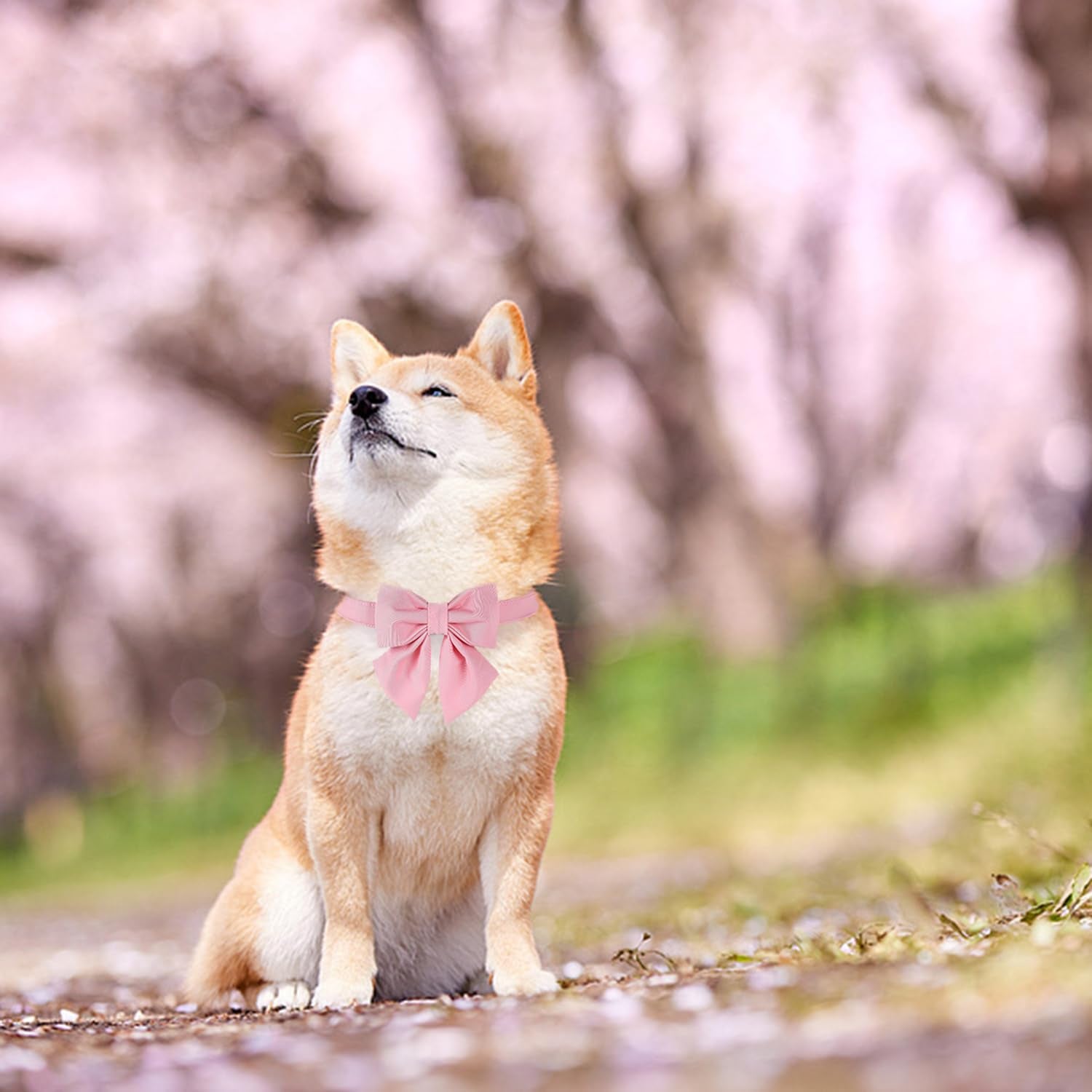 Maca Bates Dog Collar With Pink Bow Bowtie For Dogs Solid Colors Sailor Bow Tie Adjustable Breakaway Girly Cherry Collars Birthd