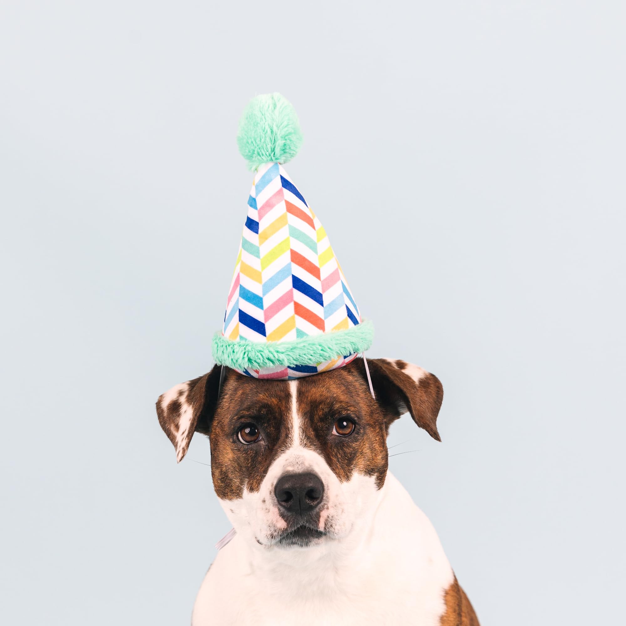 Fringe Studio Plush Dog Toy, Cheers For A Barkday, Pet Shop Collection (314246)