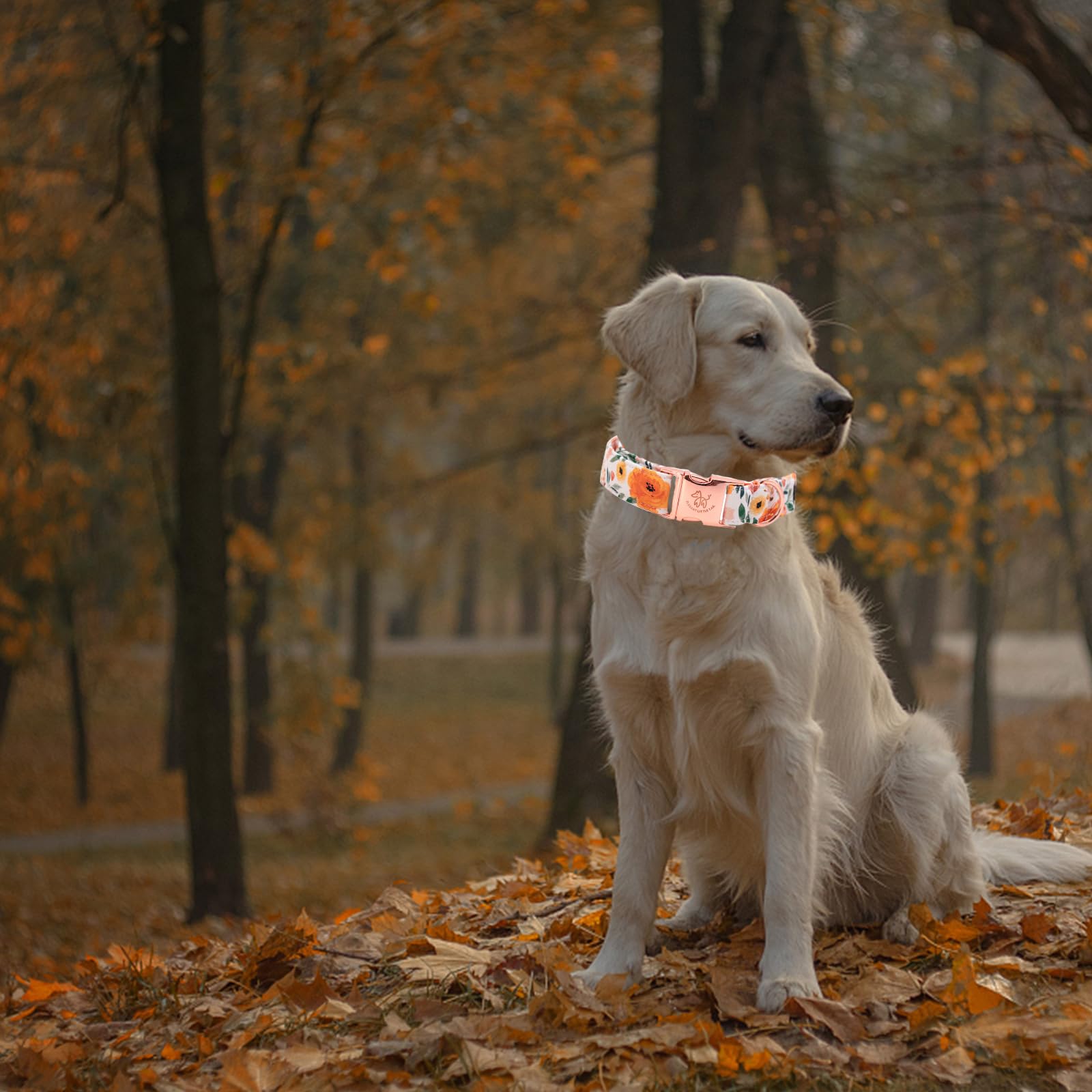 Elegant Little Tail Fall Dog Collar - Durable Orange Floral Dog Collar For Medium Dogs, Adjustable For Male Or Female Pets - Per