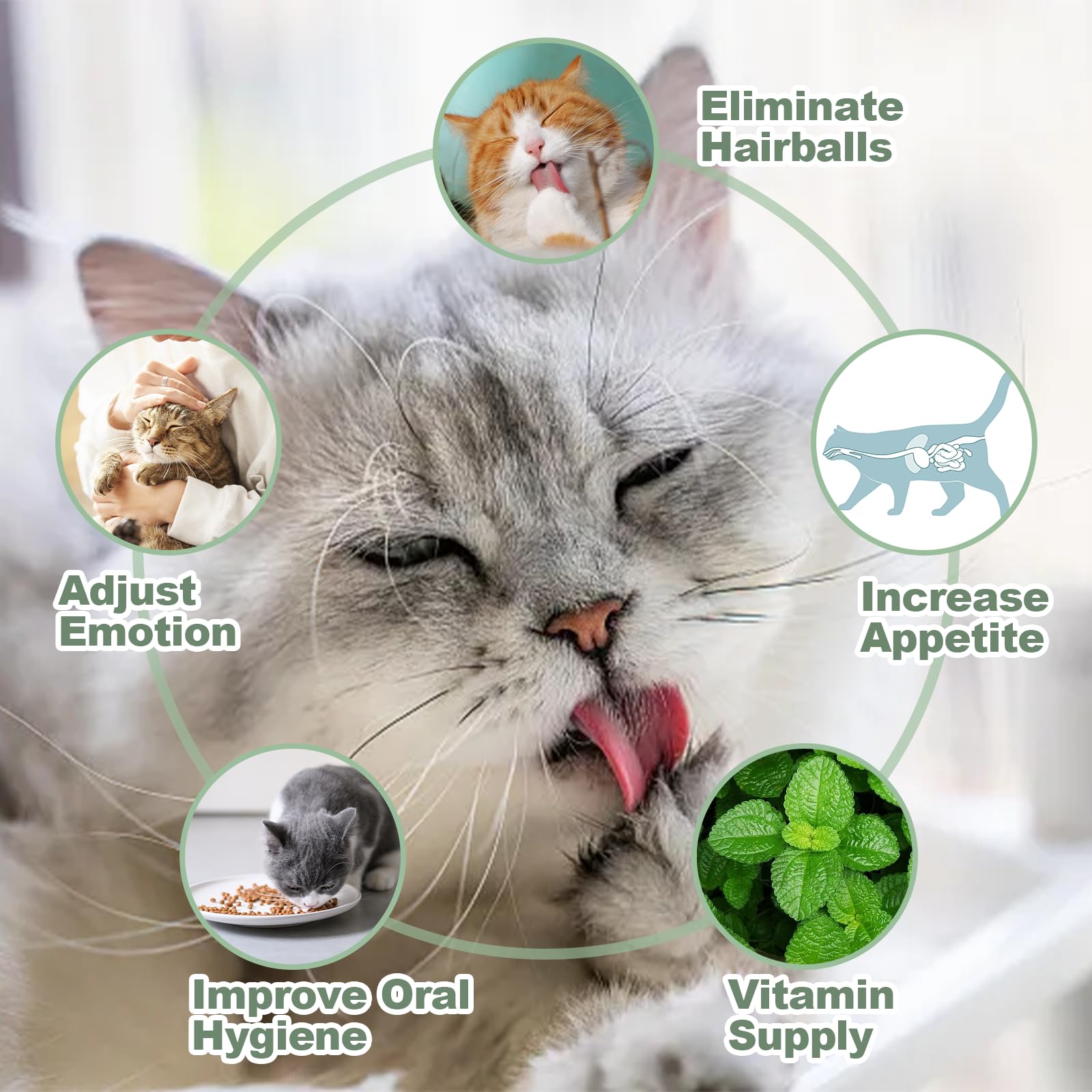 Blugun 6Pack Cat Nip Ball Wall Catnip Balls That Stick On Wall Catnip Balls For Kitten Catnip Toys For Indoor Cats With 1 Cat Co