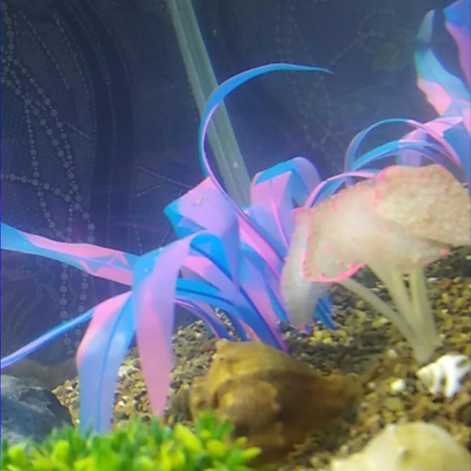 REIRQIE 1Pcs Aquarium Decoration Plants Simulation Artificial Water Grass Fish Tank Decor Silicone Glowing Kelp Ornament Fish Ta