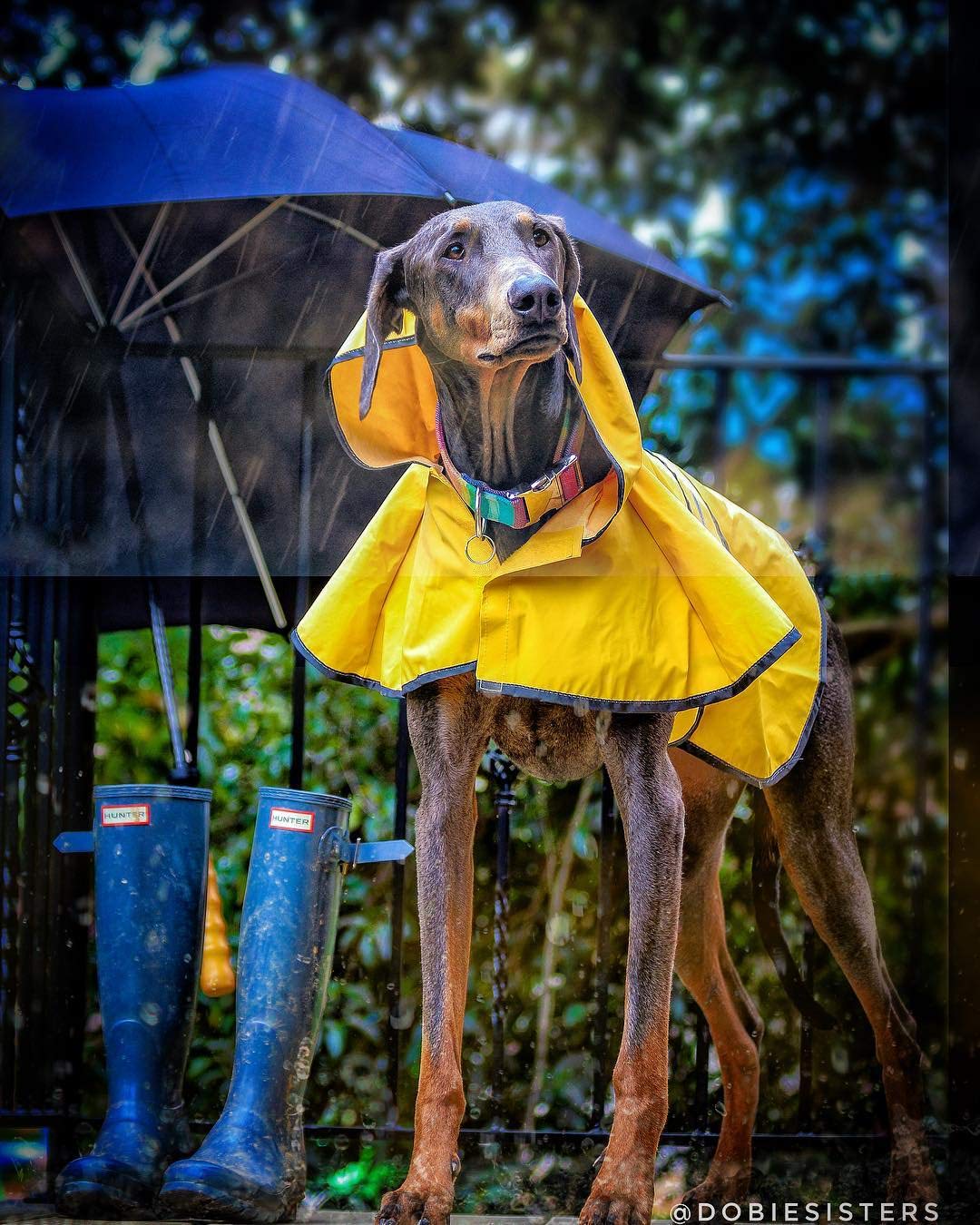Ethical Pet Products 23901058: Fashion Pet Coat Rainy Day, Yellow Xxl
