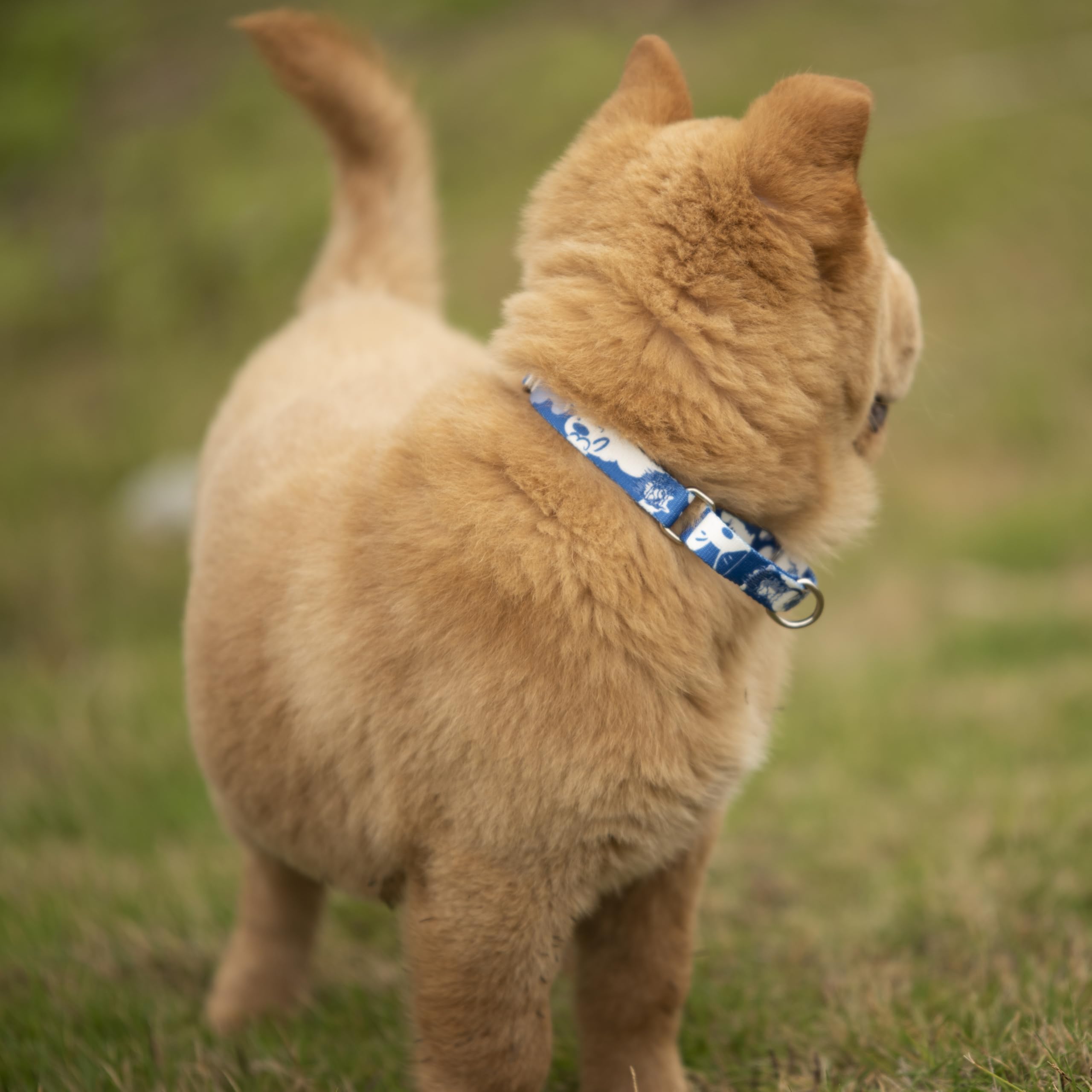 Hyhug Design Pattern Martingale Collar For Dogs Escape - Proof| No Pull Durable For Outdoor Use, Ideal For Training & Daily Walk