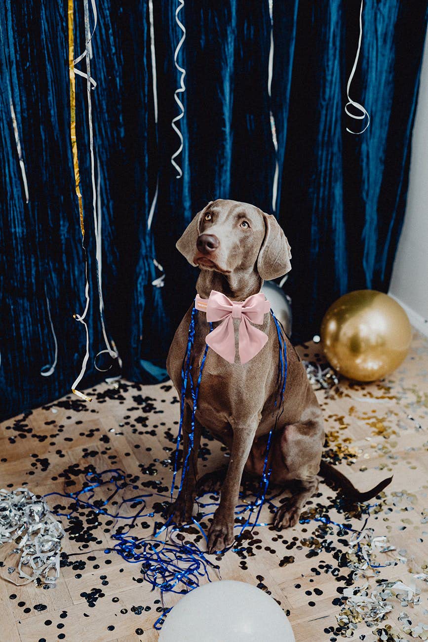 Unique Style Paws Silk Pink Color Dog Collar Adjustable Durable Dog Collar With Bow Wedding Bowtie Collar For Medium Dogs