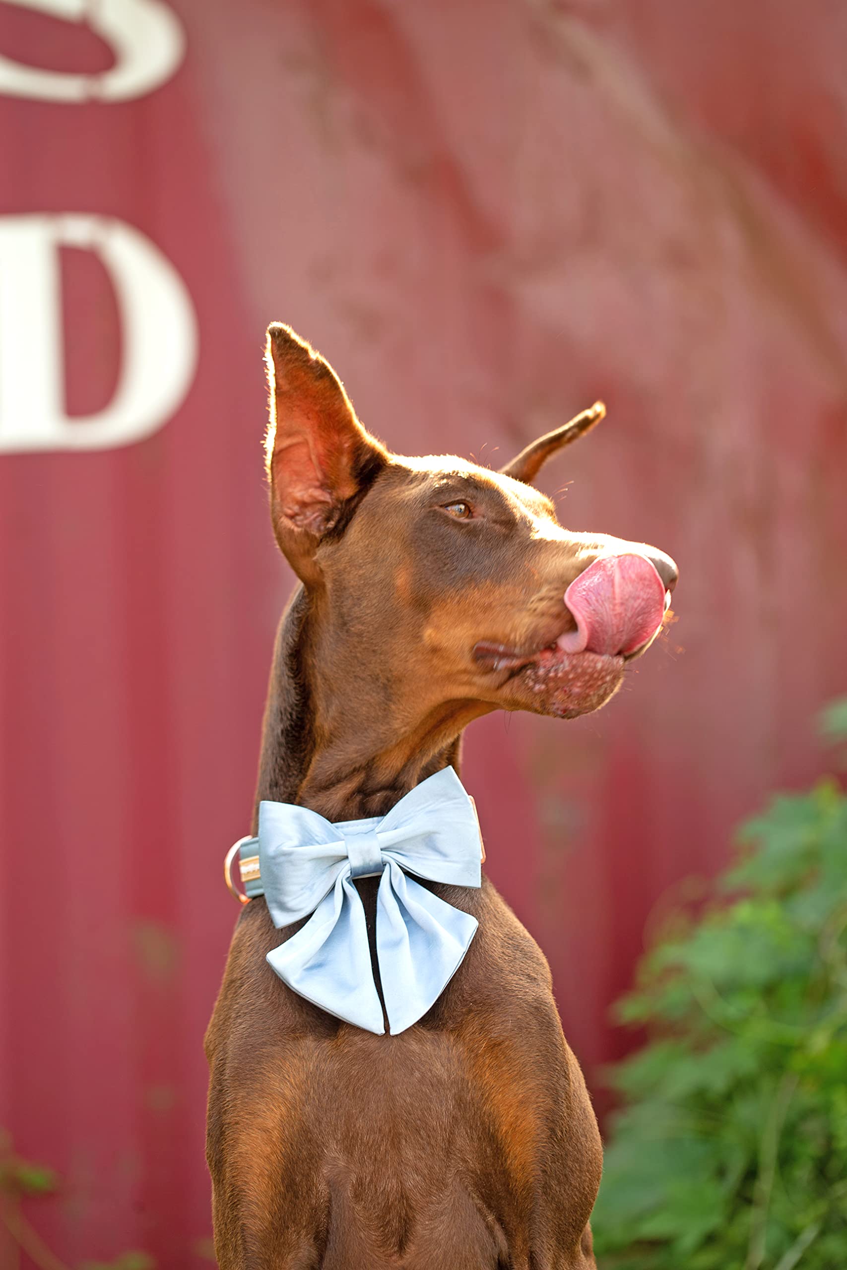 Unique Style Paws Silk Blue Color Dog Collar Adjustable Durable Dog Collar With Bow Wedding Bowtie Collar For Small Puppy And Cats
