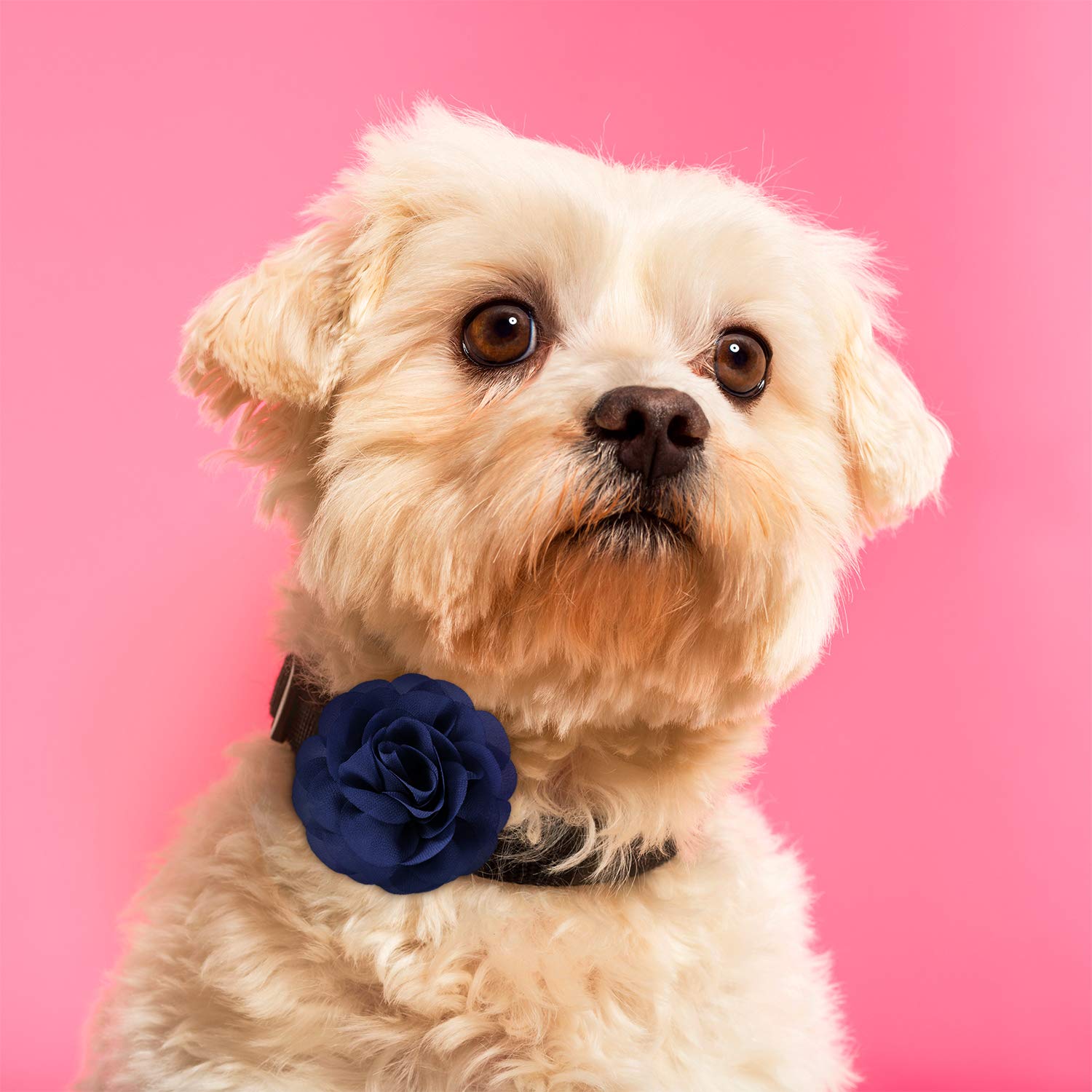 4 Pieces Dog Flower Bow Collar Multicolored Pet Bow Collar Dog Charms Flower Set For Puppy Dog Collar Cat Pet Grooming Accessories (Black, Blue Black, Dark Purple, Black Purple)